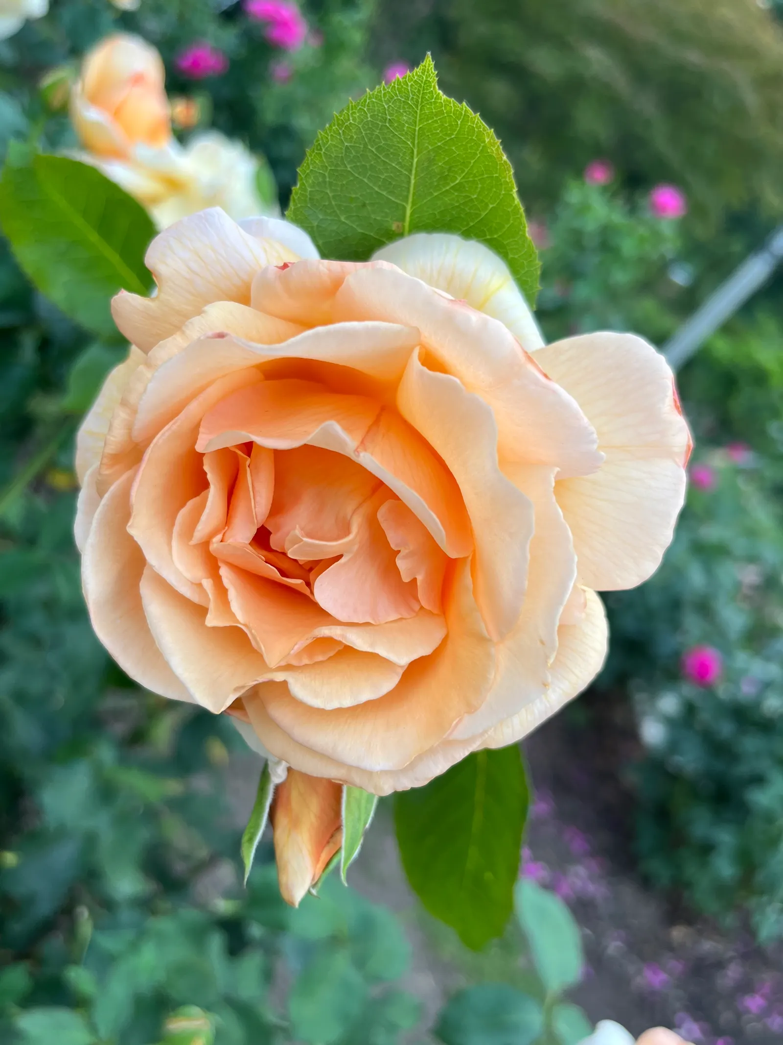 Just Joey Tea Rose (Rosa 'Just Joey') — requiring a minimum of six hours of direct light daily to produce its best blooms