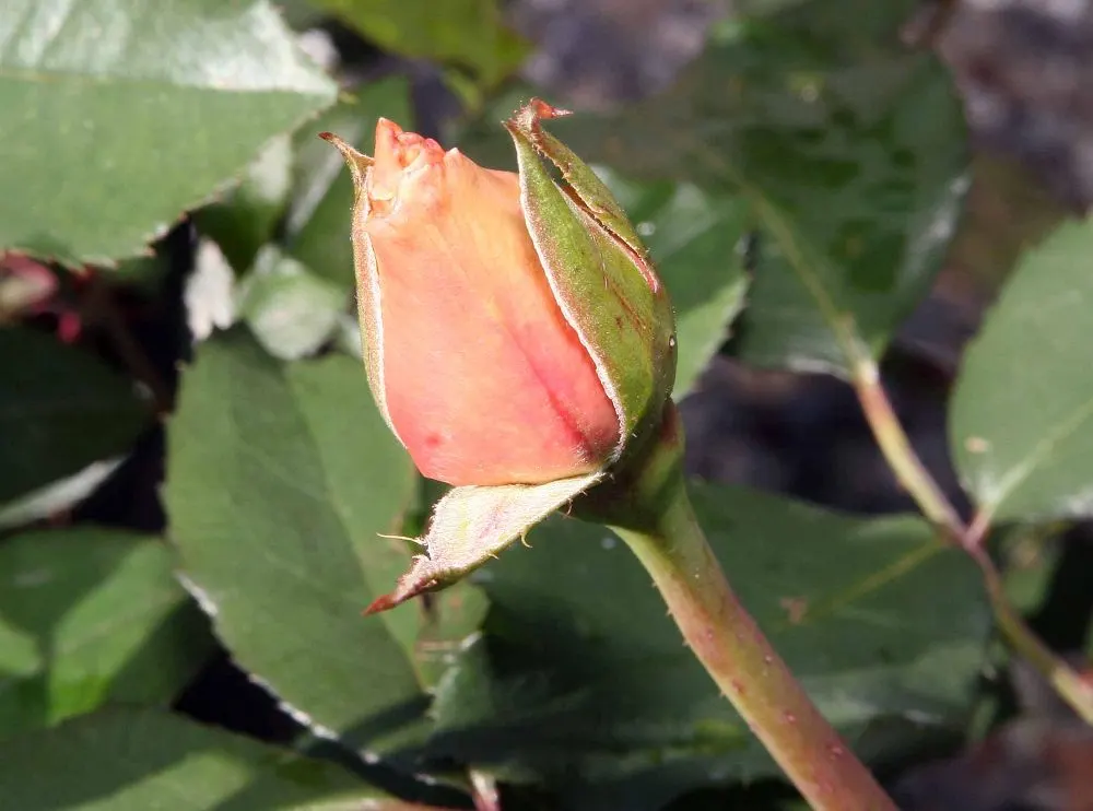 Just Joey Tea Rose (Rosa 'Just Joey') — orange flowers in the garden