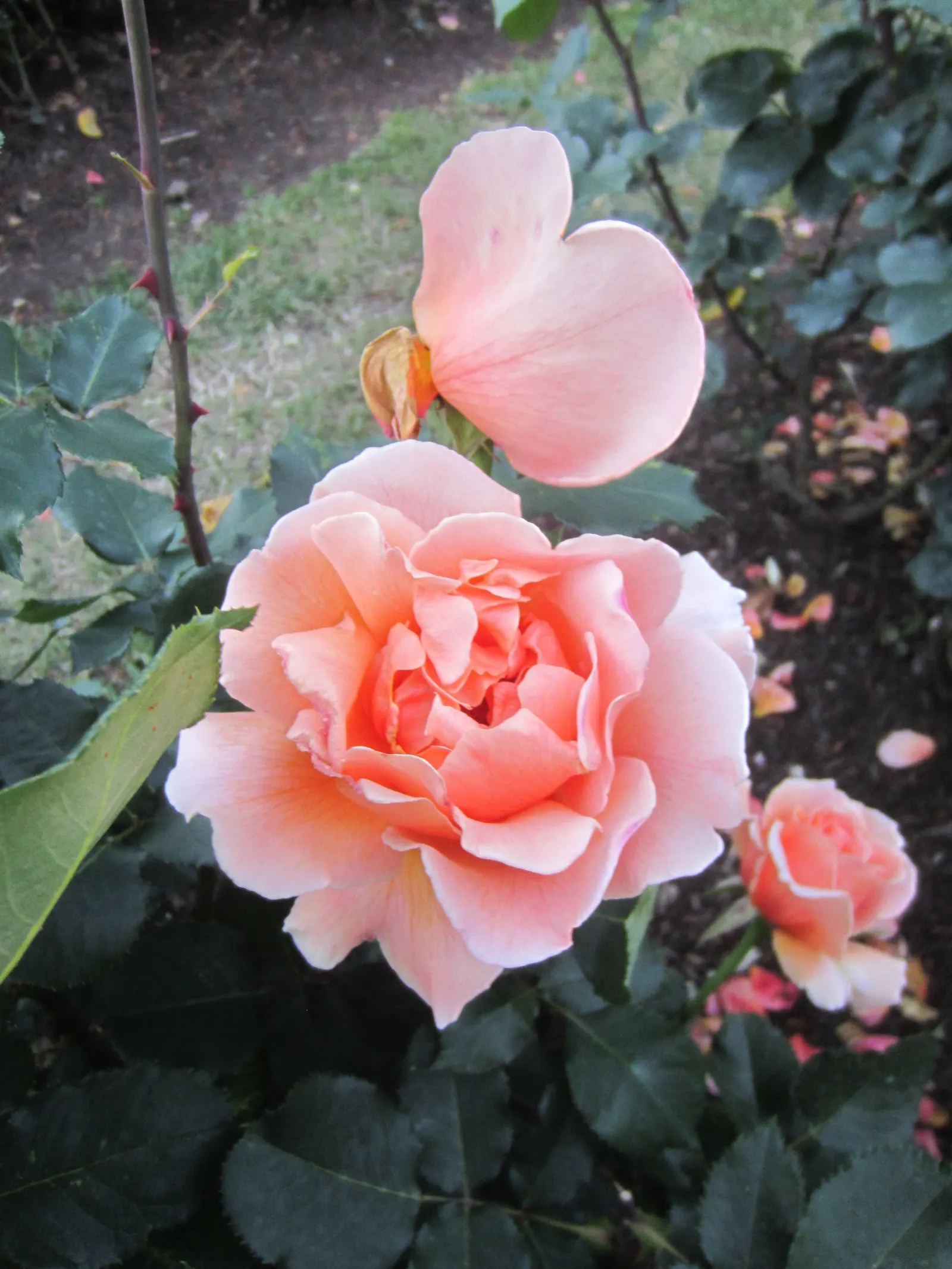 Just Joey Tea Rose (Rosa 'Just Joey') — <br><br>To ensure optimal growth
