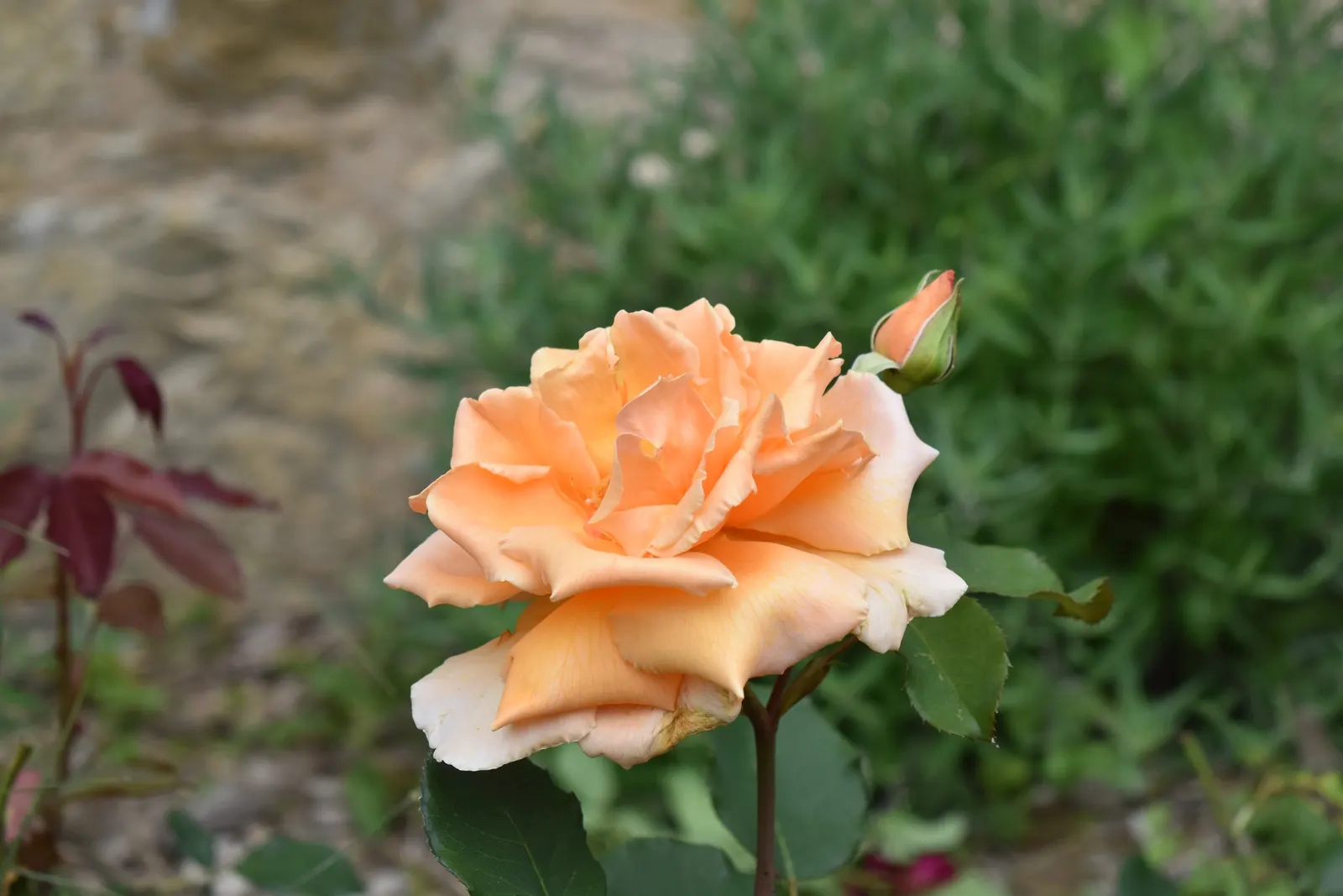 Just Joey Tea Rose (Rosa 'Just Joey') — Ideal for borders and beds, it requires regular pruning to maintain shape and health
