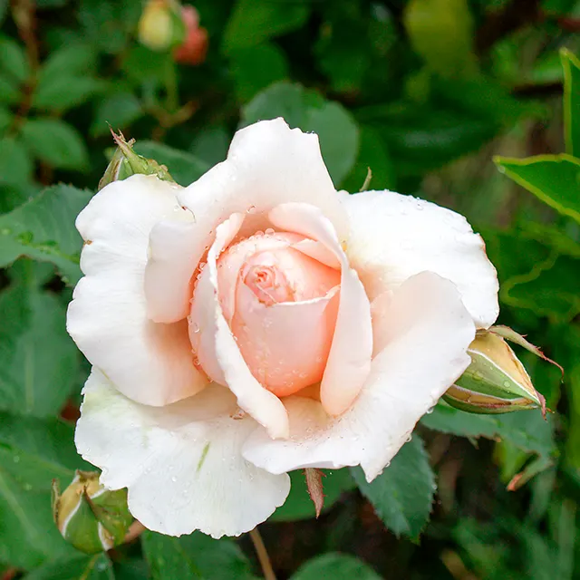 Just Joey Tea Rose (Rosa 'Just Joey') — making it an ideal choice for creating focal points within garden beds or borders