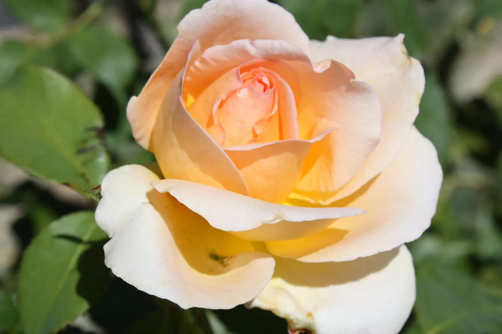 Just Joey Tea Rose (Rosa 'Just Joey') — It thrives in USDA Hardiness Zones 6 through 9 and flourishes in full sunlight