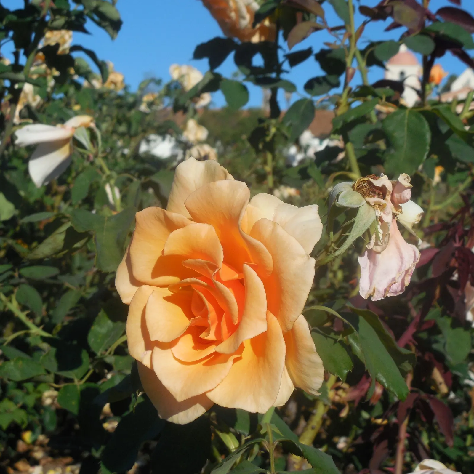 Just Joey Tea Rose (Rosa 'Just Joey') — Adequate air circulation is important to prevent fungal diseases