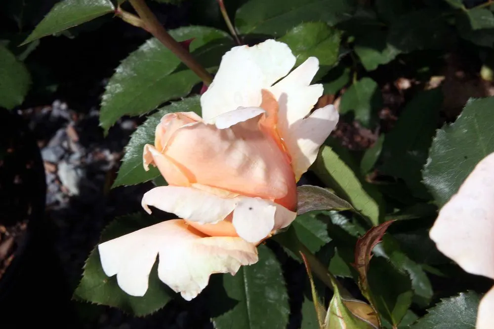 Just Joey Tea Rose (Rosa 'Just Joey') — and a schedule of fertilization will encourage robust flowering throughout its blooming season