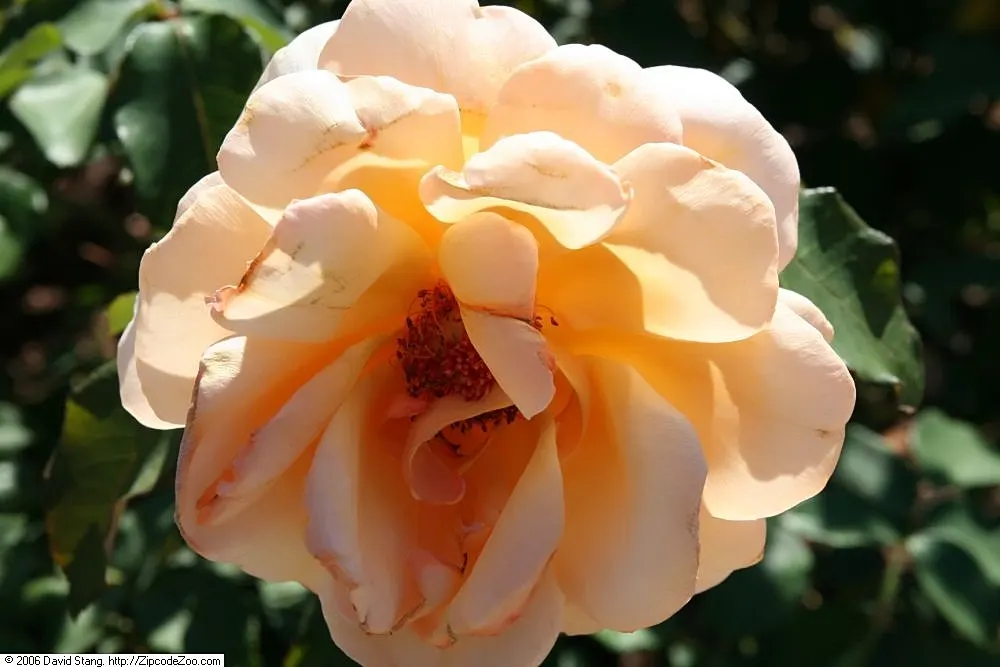 Just Joey Tea Rose (Rosa 'Just Joey') — the 'Just Joey' Tea Rose should be planted in well-draining soil that remains evenly moist