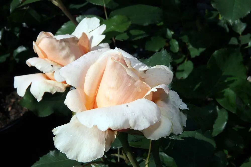 Just Joey Tea Rose (Rosa 'Just Joey') — enveloping the garden in a rich