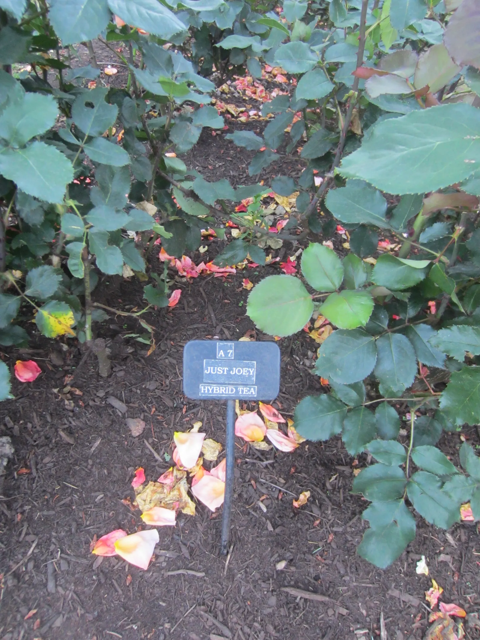 Just Joey Tea Rose (Rosa 'Just Joey') — particularly during dry spells