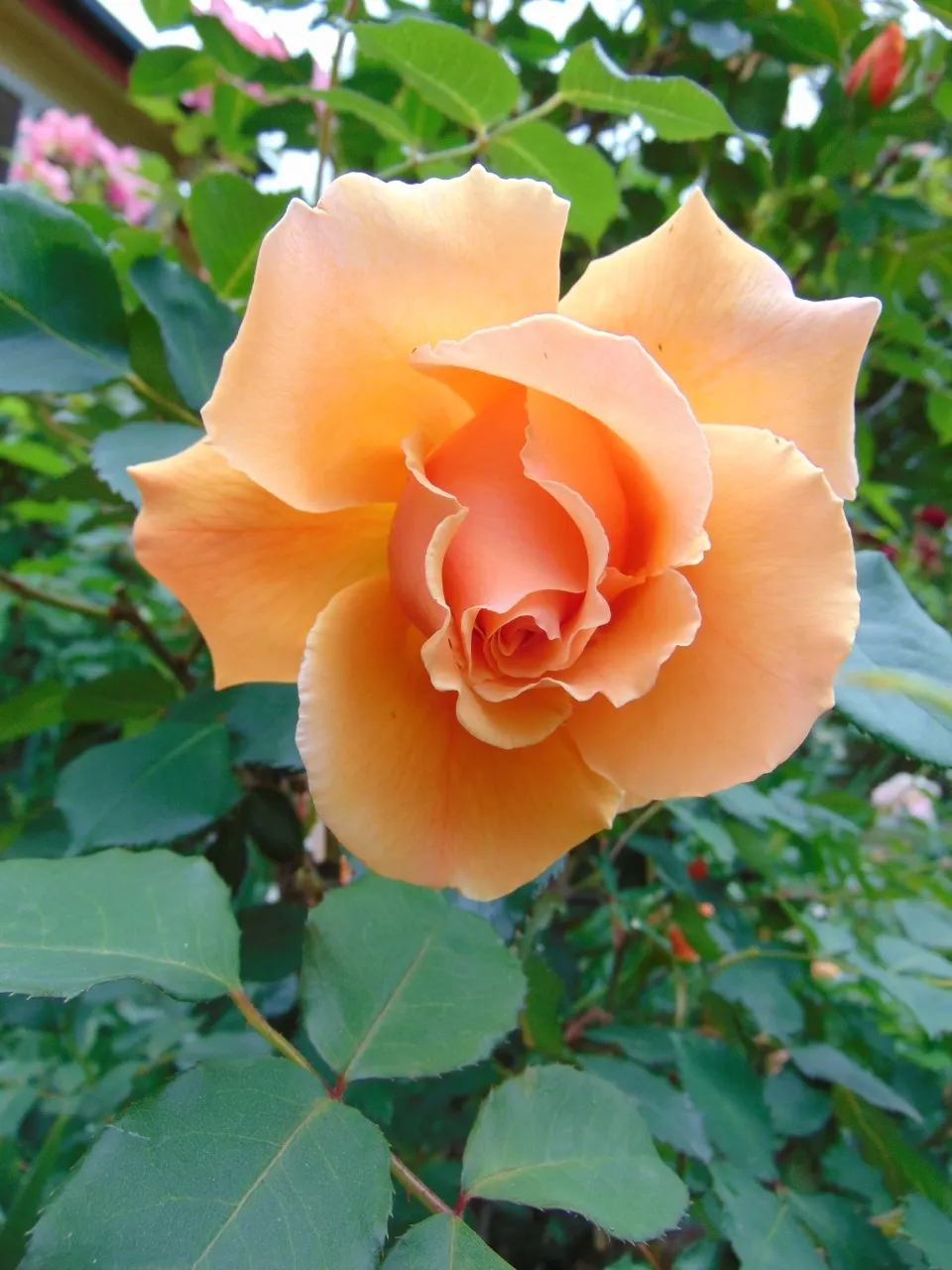 Just Joey Tea Rose (Rosa 'Just Joey') — a captivating cultivar of the Tea Rose family