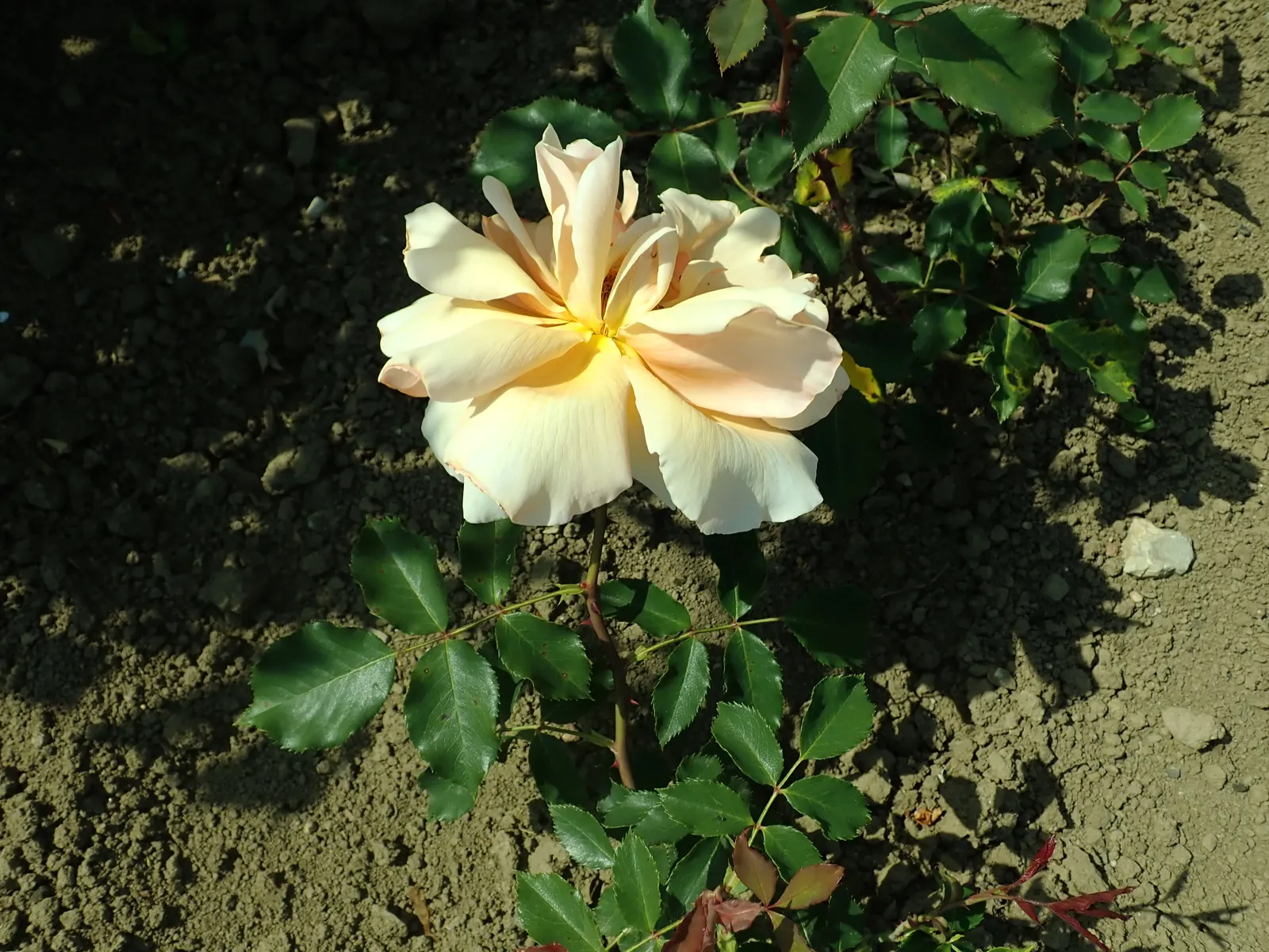 Just Joey Tea Rose (Rosa 'Just Joey') — This hardy perennial reaches up to 3 feet tall and 2 feet wide, thriving in full sun and well-drained soil