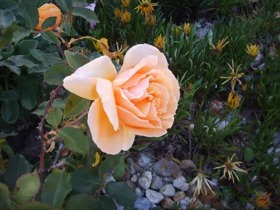 Just Joey Tea Rose (Rosa 'Just Joey') — coppery-orange hue that fades to a softer tone at the edges