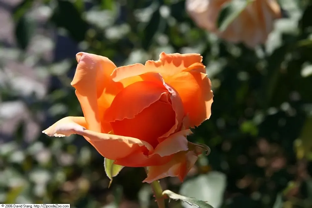 Just Joey Tea Rose (Rosa 'Just Joey') — each spanning 4 to 5 inches across
