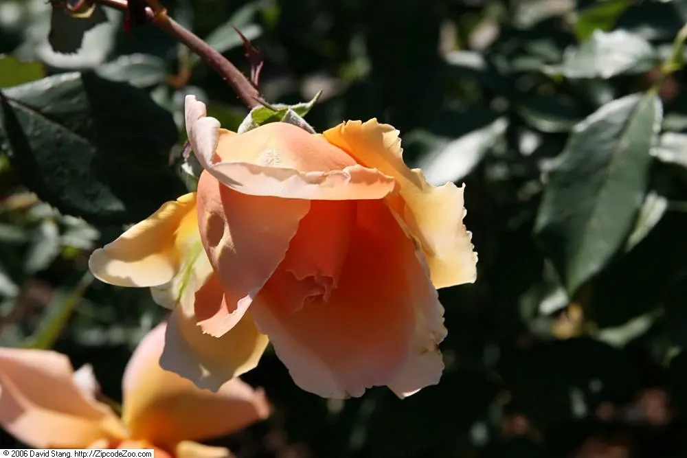 Just Joey Tea Rose (Rosa 'Just Joey') — is renowned for its sumptuous blooms and delightful fragrance