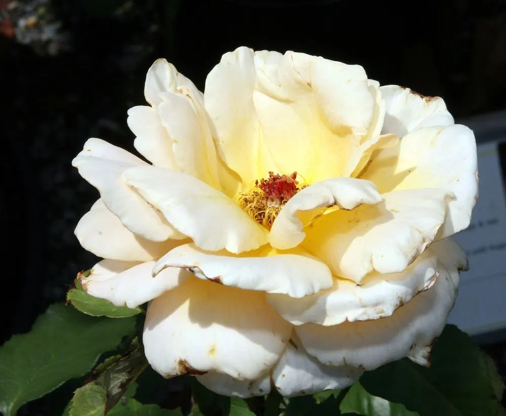Just Joey Tea Rose (Rosa 'Just Joey') — fruity scent that enhances the sensory experience of any outdoor space