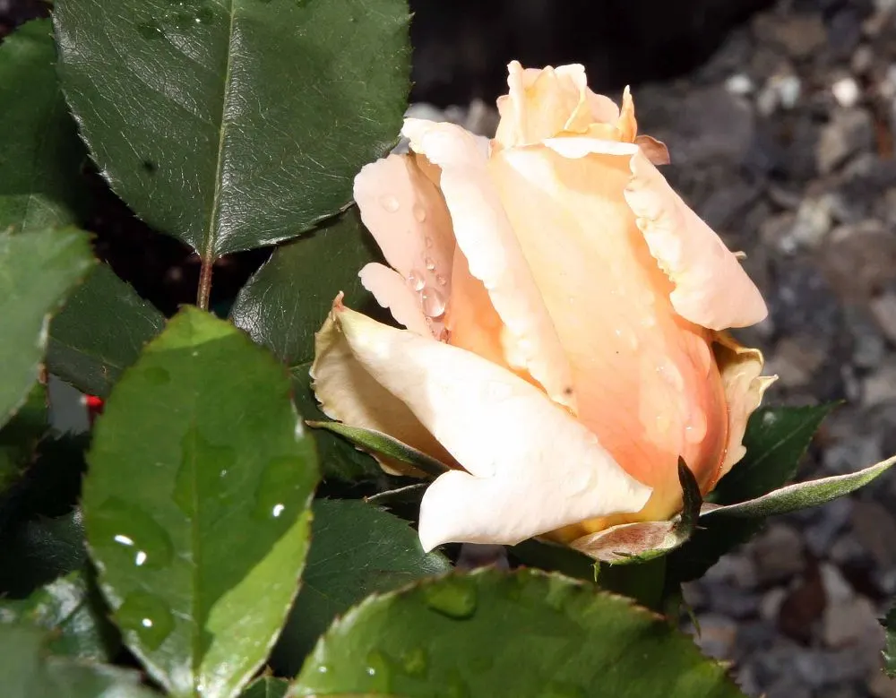 Just Joey Tea Rose (Rosa 'Just Joey') — shrub with orange blooms