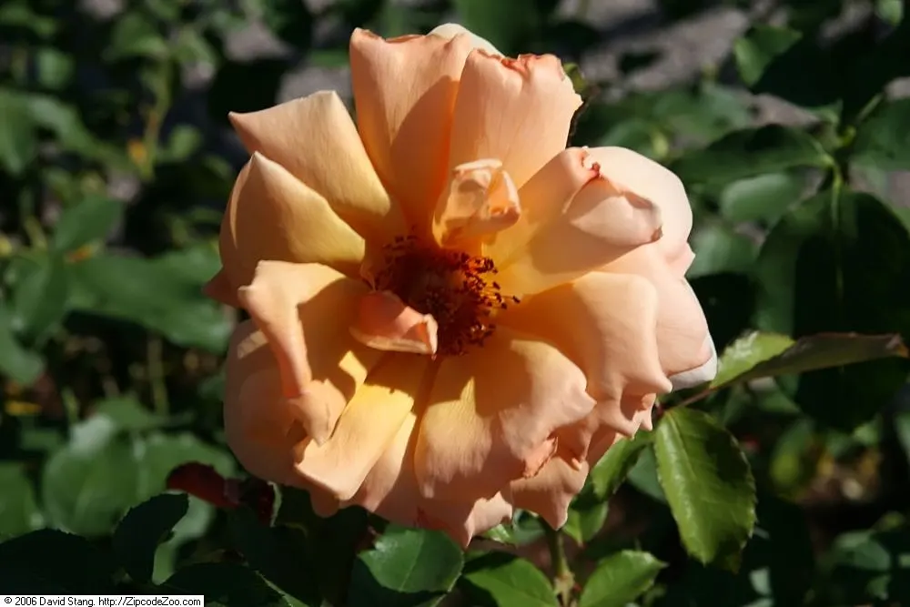 Just Joey Tea Rose (Rosa 'Just Joey') — providing a striking color gradient that stands out magnificently against the dense