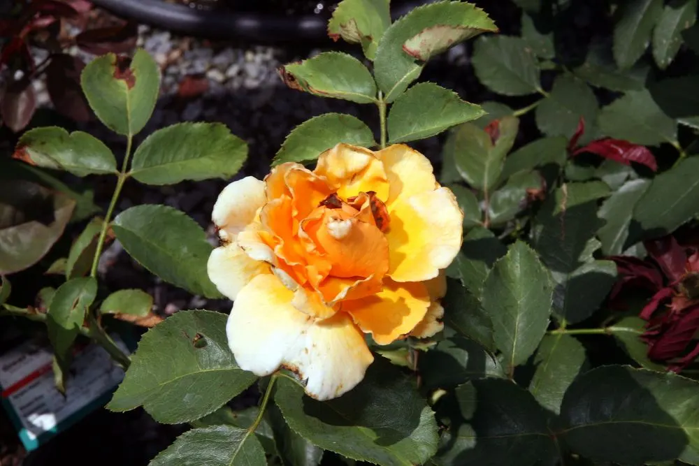 Just Joey Tea Rose (Rosa 'Just Joey') — Each flower exudes a rich, fruity fragrance, enhancing gardens from late spring to fall