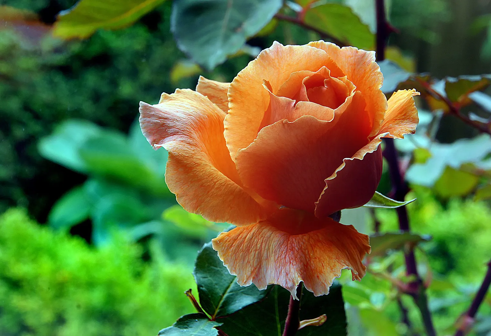 Just Joey Tea Rose (Rosa 'Just Joey') — so spacing plants at least 24 to 36 inches apart is recommended