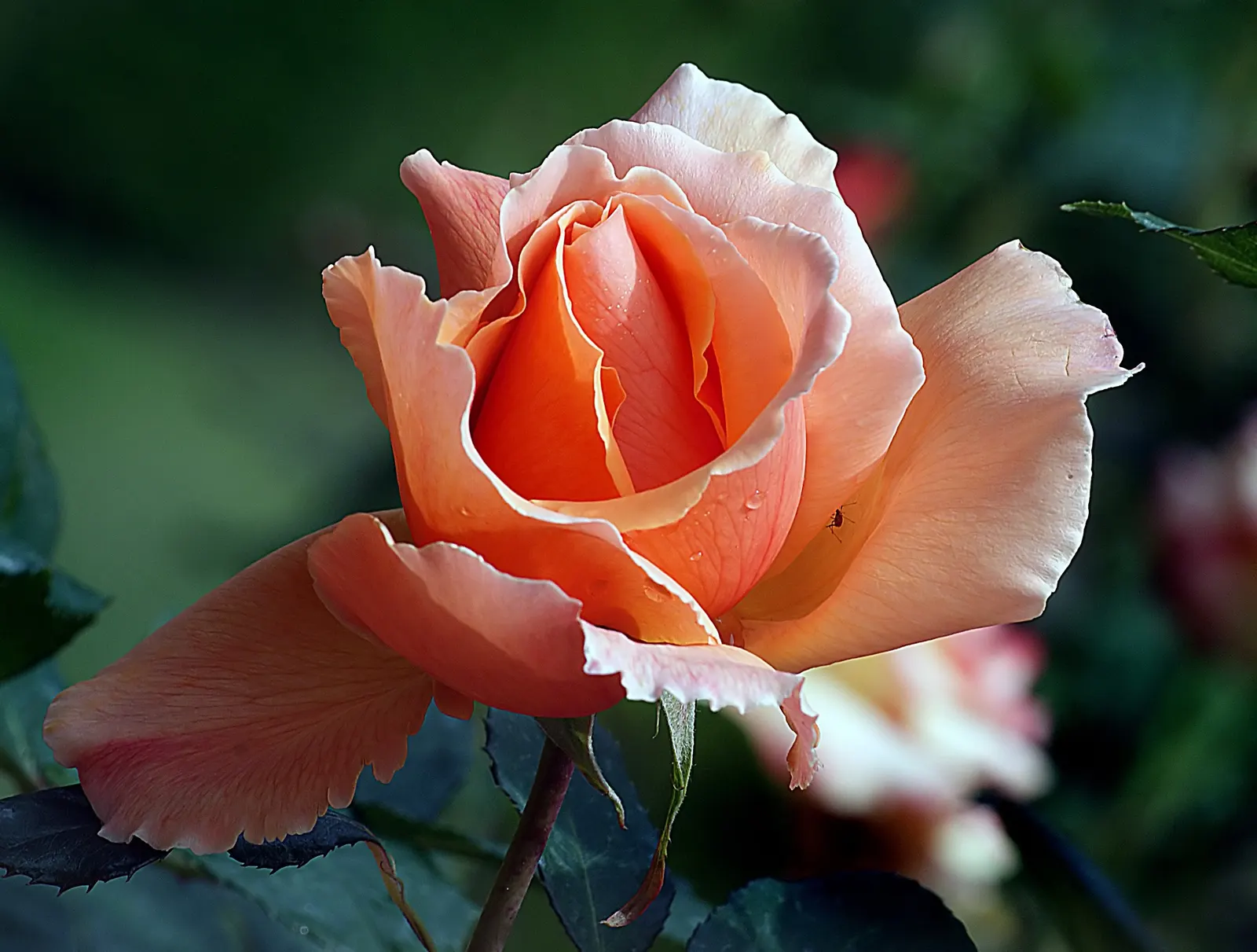 Just Joey Tea Rose (Rosa 'Just Joey') — 'Just Joey' Tea Rose (Rosa 'Just Joey') captivates with large, ruffled apricot blooms up to 5 inches across