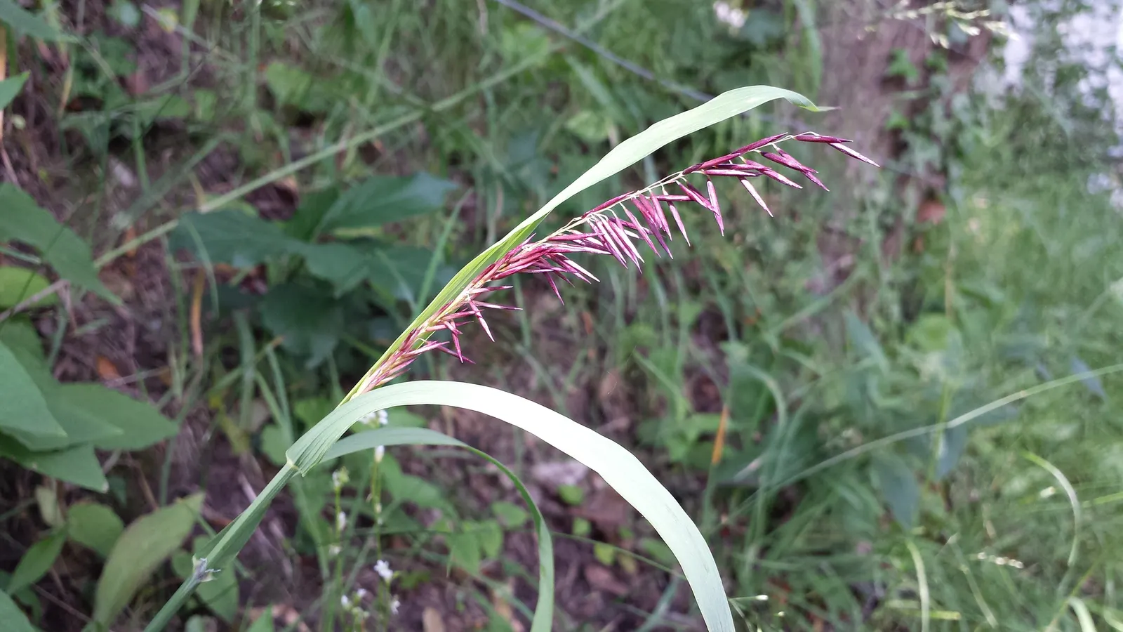 Siberian Melicgrass (Melica Altissima) — with an approximate spread of 1 to 2 feet; requires minimal maintenance, though it benefits from being cut back in