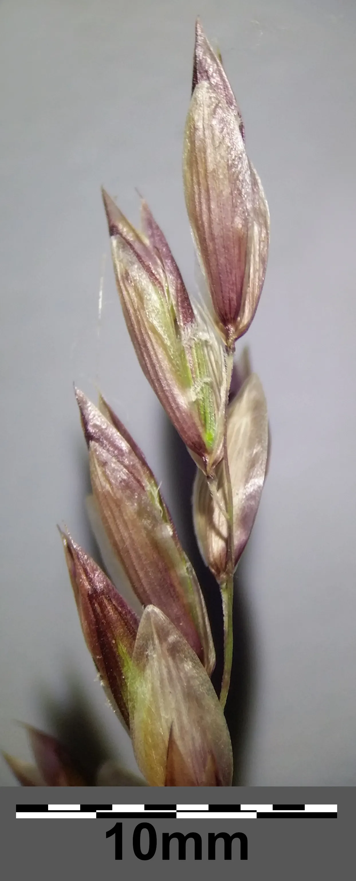 Siberian Melicgrass (Melica Altissima) — Requires minimal maintenance, though it benefits from being cut back in late winter; making it a low-maintenance
