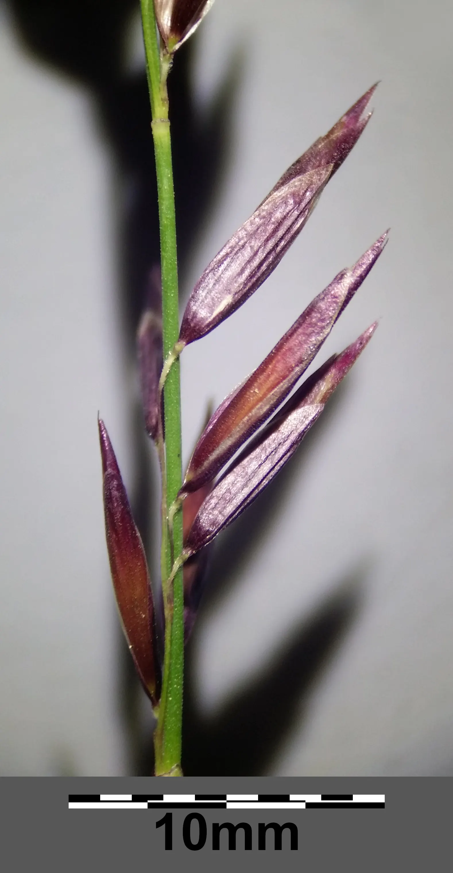 Siberian Melicgrass (Melica Altissima) — including woodland gardens