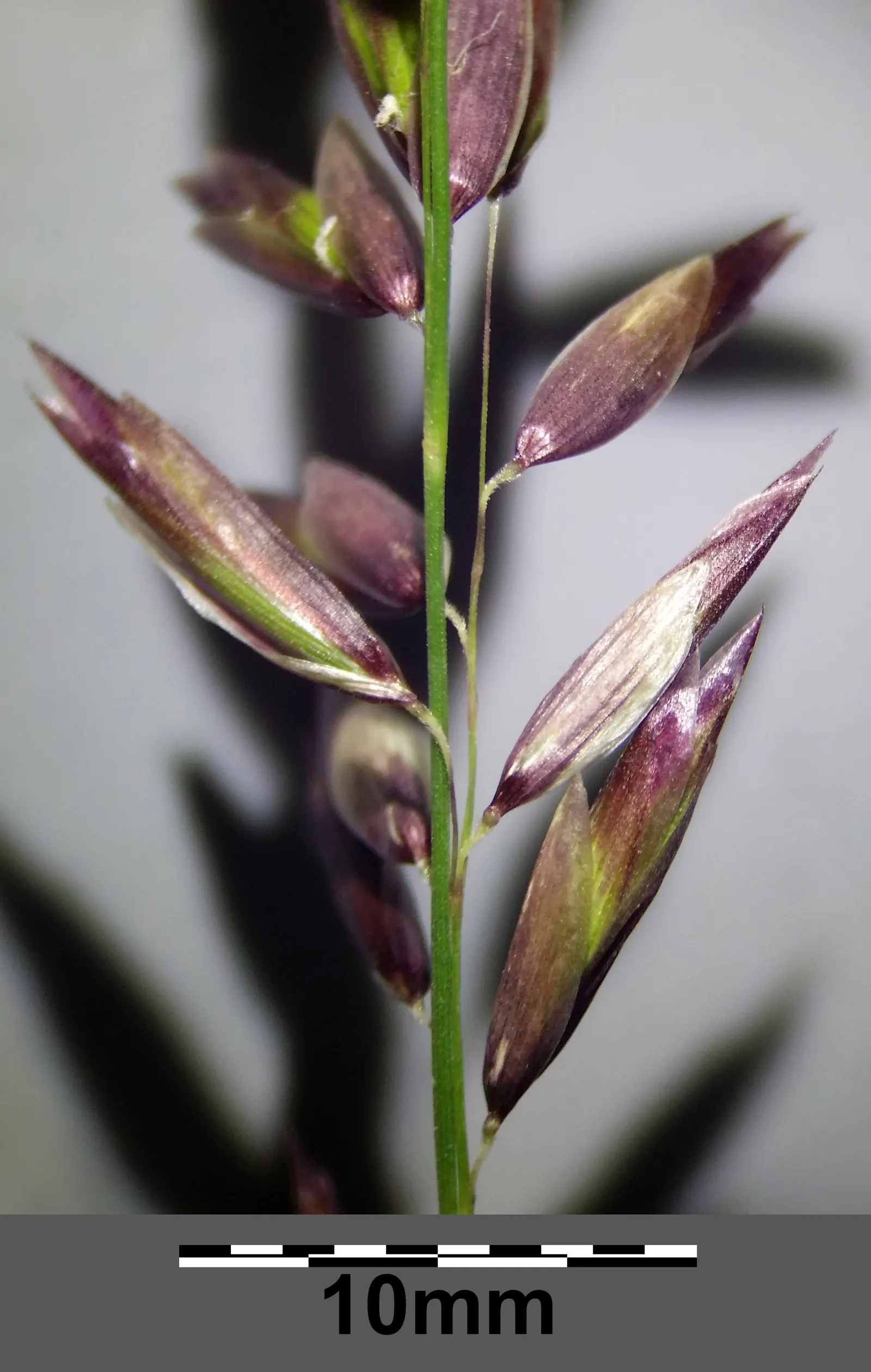 Siberian Melicgrass (Melica Altissima) — purple flowers in the garden