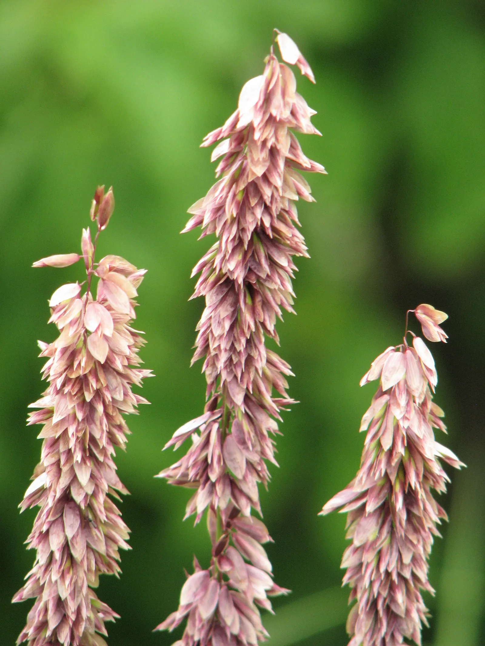 Siberian Melicgrass (Melica Altissima) — Melica altissima thrives in USDA Hardiness Zones 5 through 9; its versatility makes it suitable for a variety of