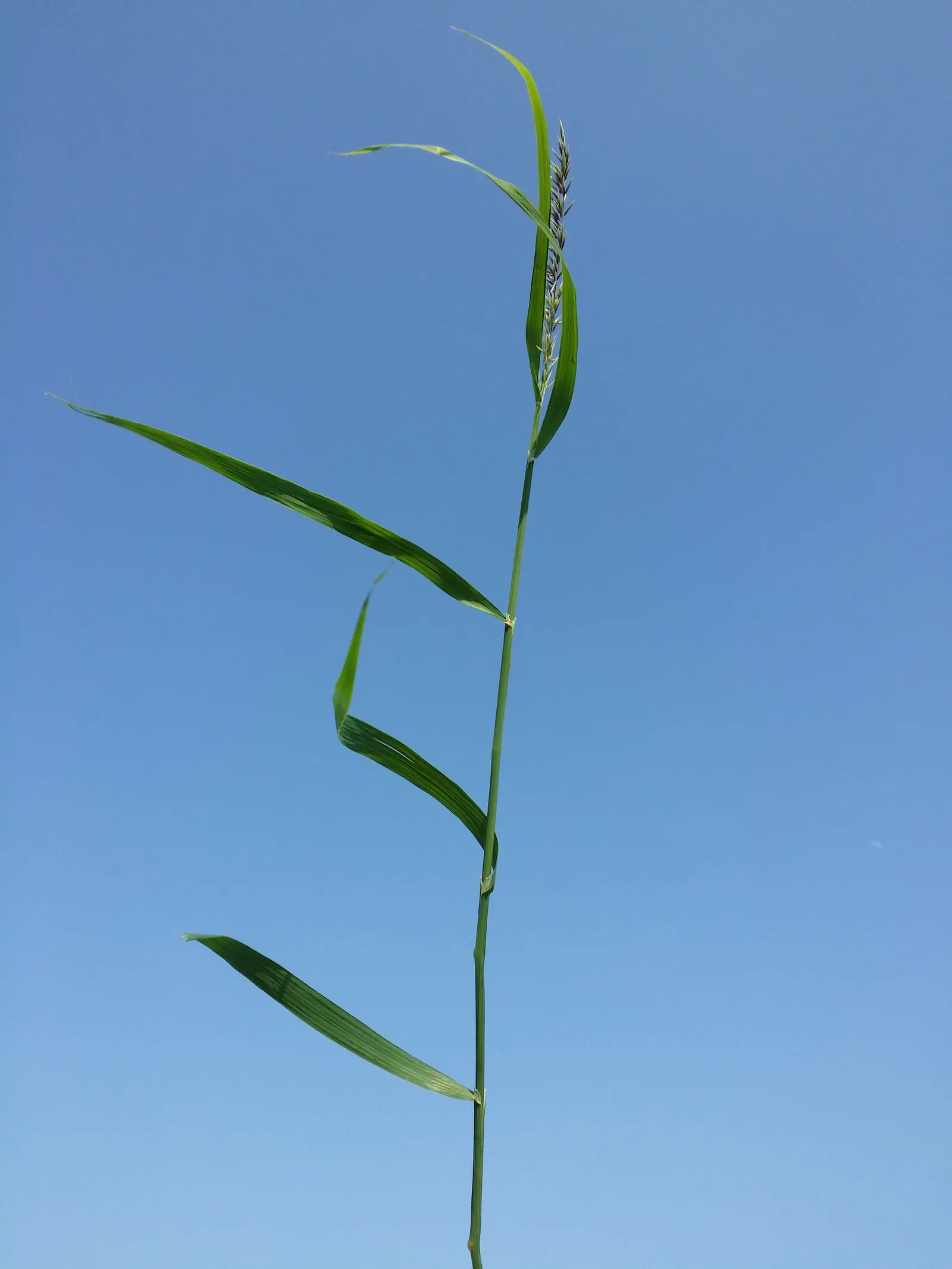 Siberian Melicgrass (Melica Altissima) — plume-like flower spikes in late spring to early summer