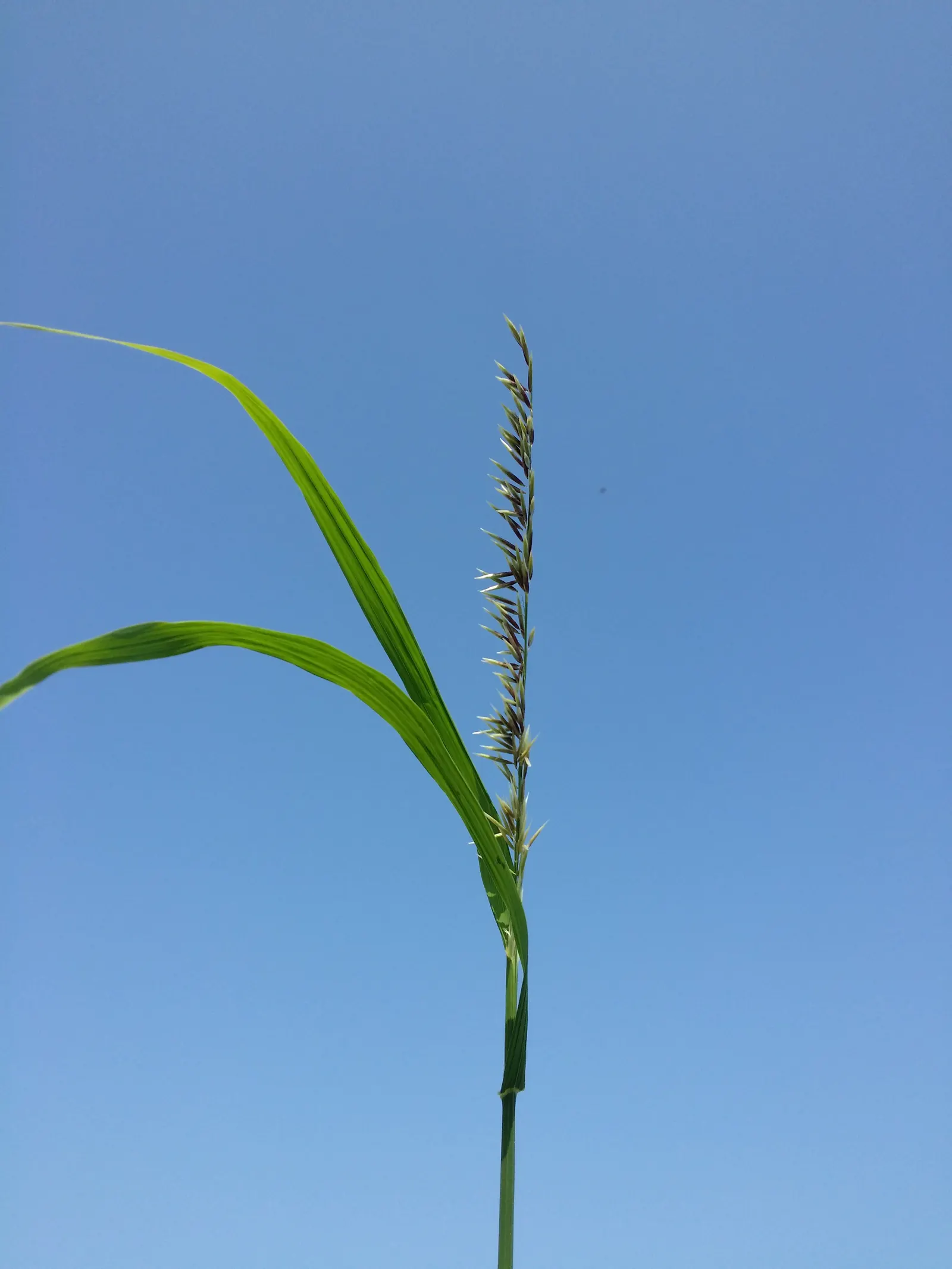 Siberian Melicgrass (Melica Altissima) — Melica altissima thrives in USDA Hardiness Zones 5 through 9