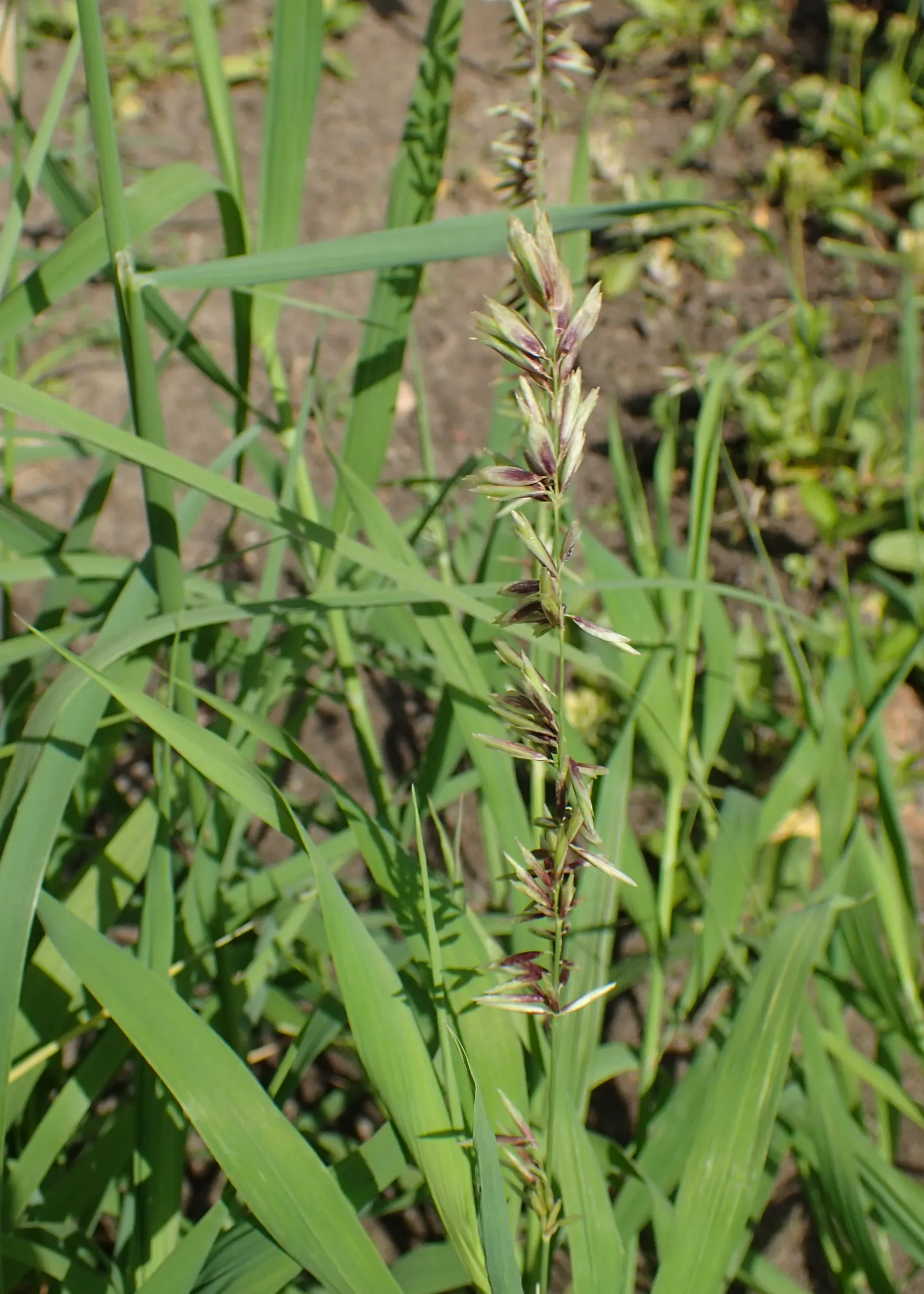 Siberian Melicgrass (Melica Altissima) — feathery plumes and its tall