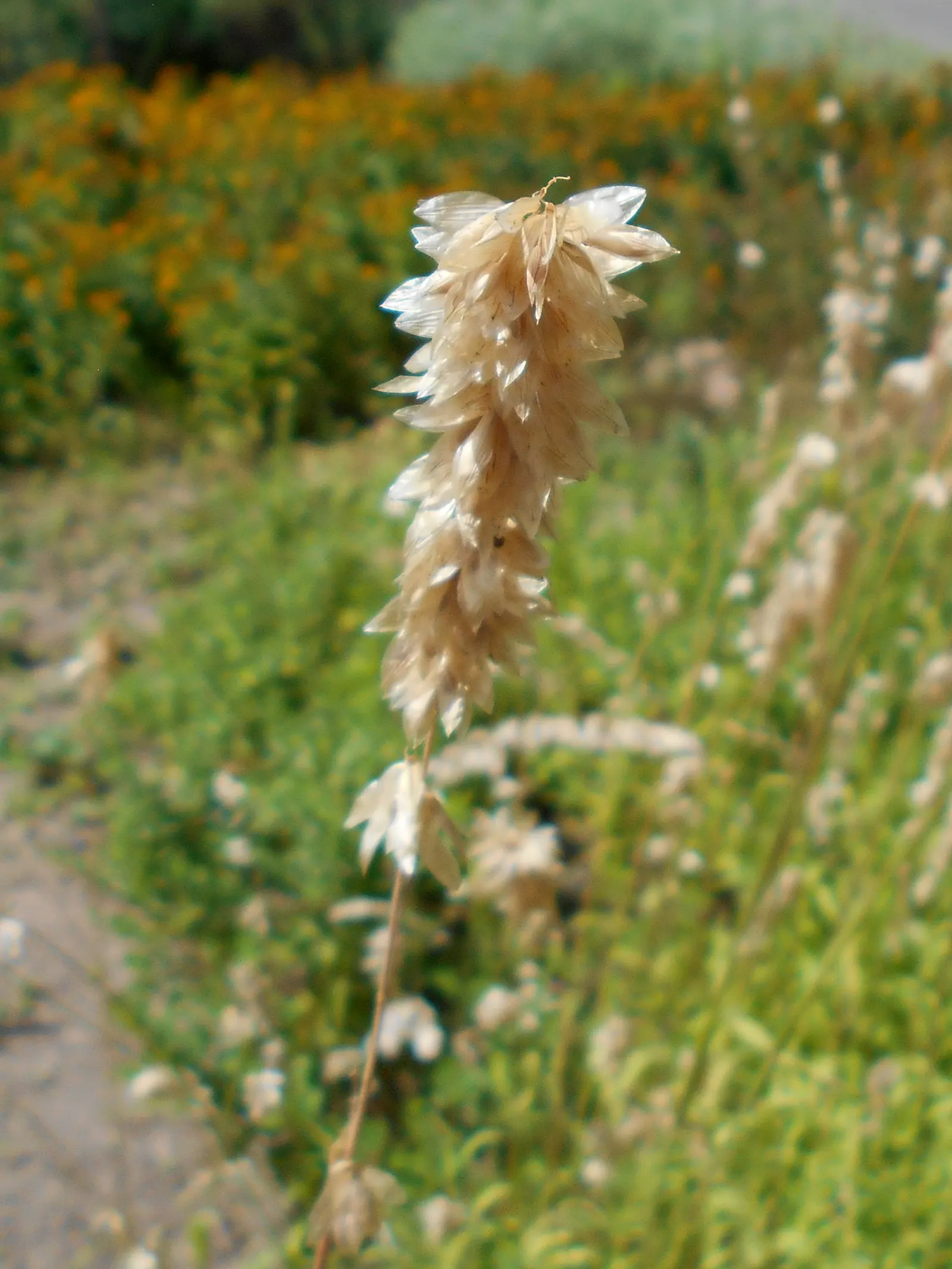 Siberian Melicgrass (Melica Altissima) — showing remarkable cold hardiness and adaptability.<br><br>This elegant grass can reach heights of 3 to 4 feet