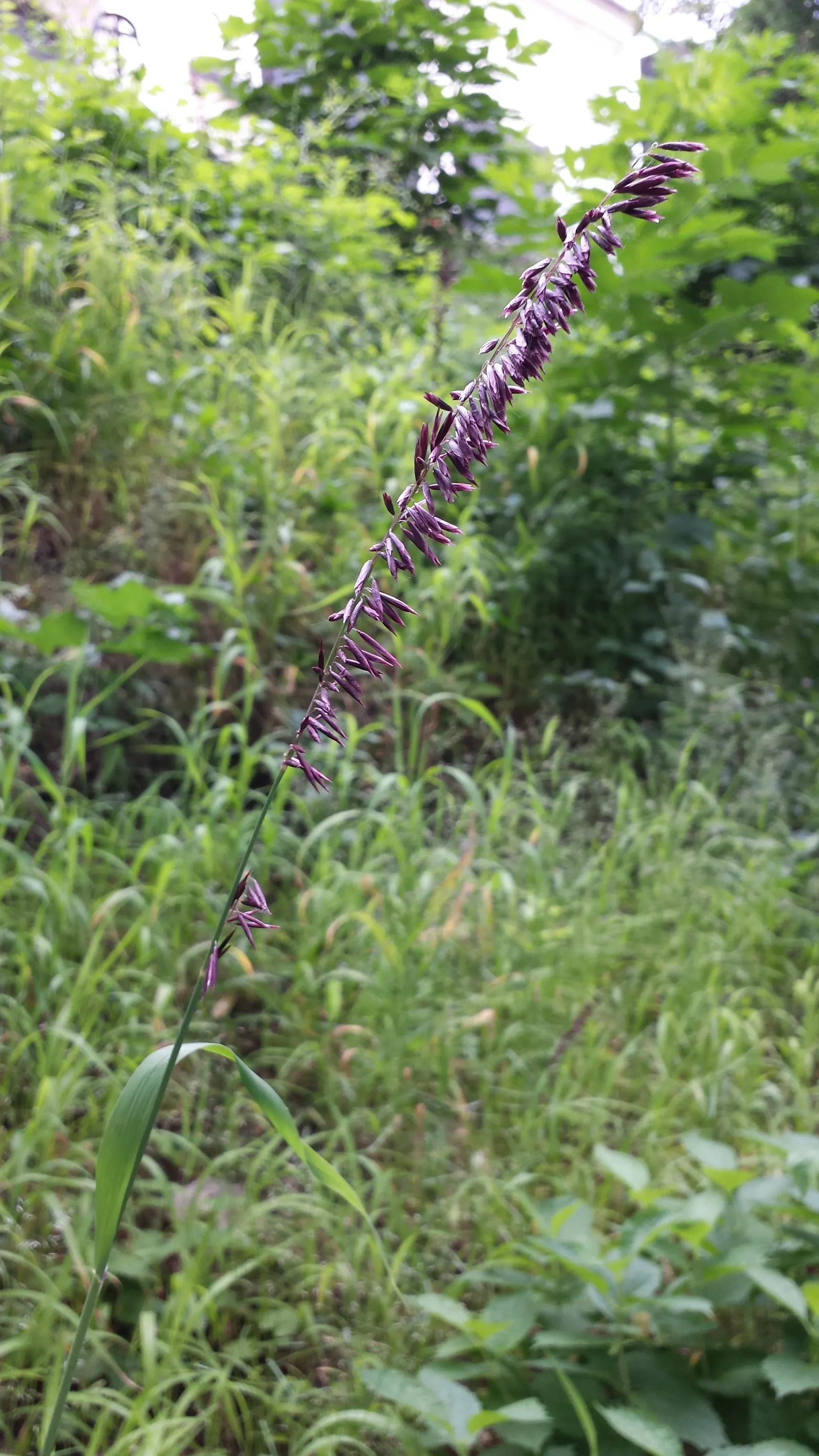 Siberian Melicgrass (Melica Altissima) — narrow green leaves form a dense
