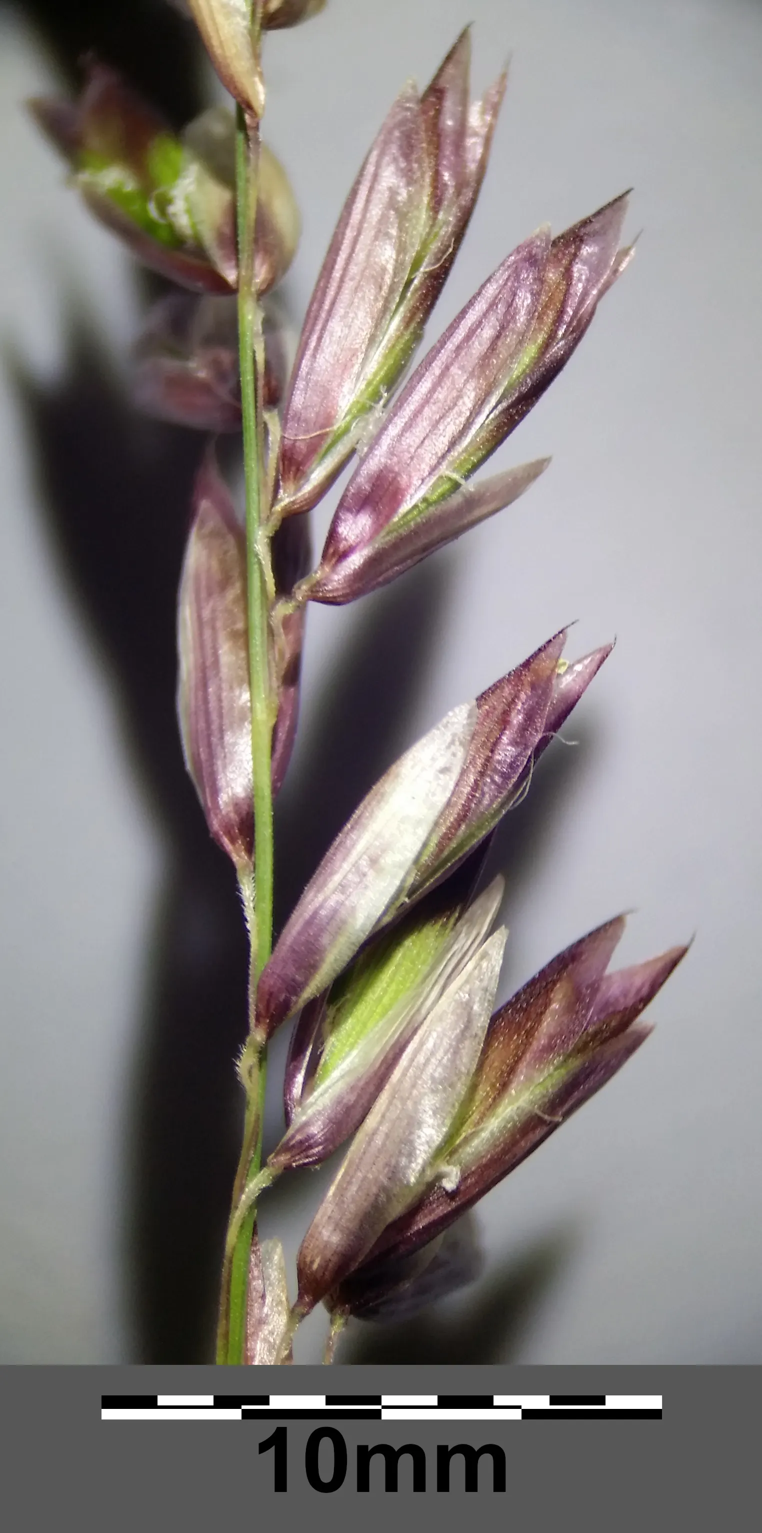 Siberian Melicgrass (Melica Altissima) — ensuring it becomes a graceful and refined element in your client's garden