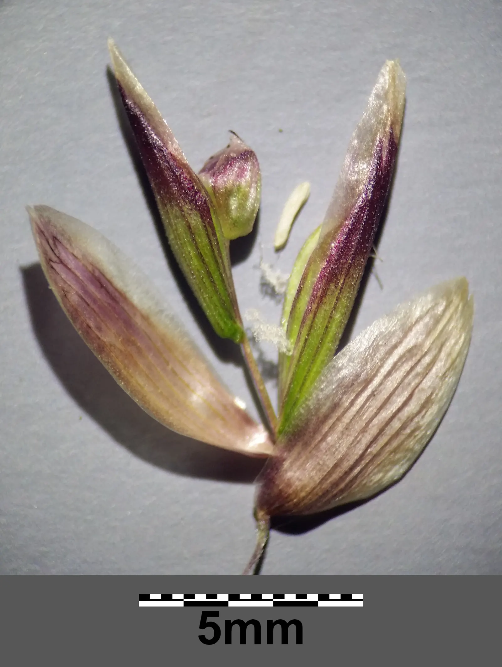 Siberian Melicgrass (Melica Altissima) — Ideal for woodland gardens and naturalized areas; perennial with purple blooms