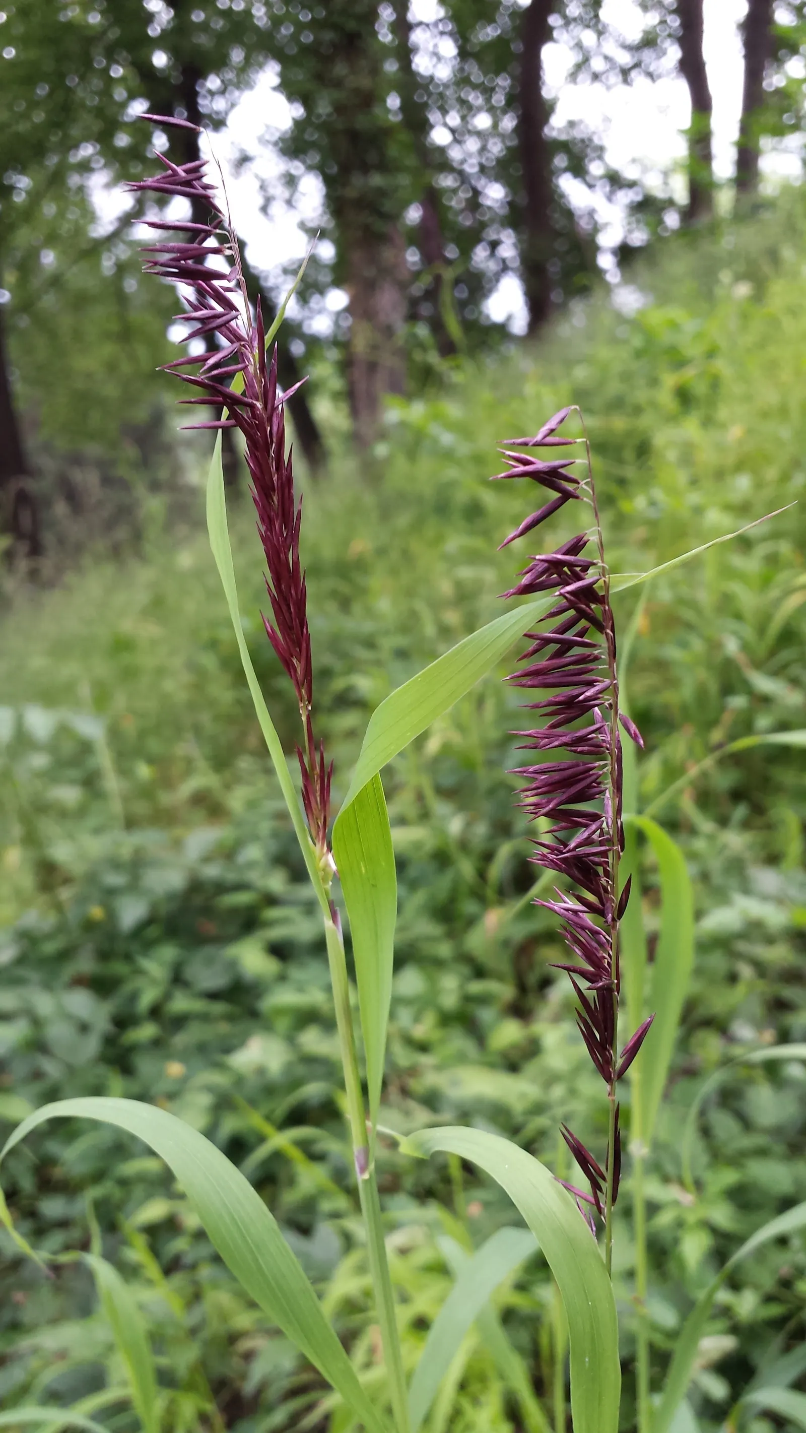 Siberian Melicgrass (Melica Altissima) — Ideal for woodland gardens and naturalized areas