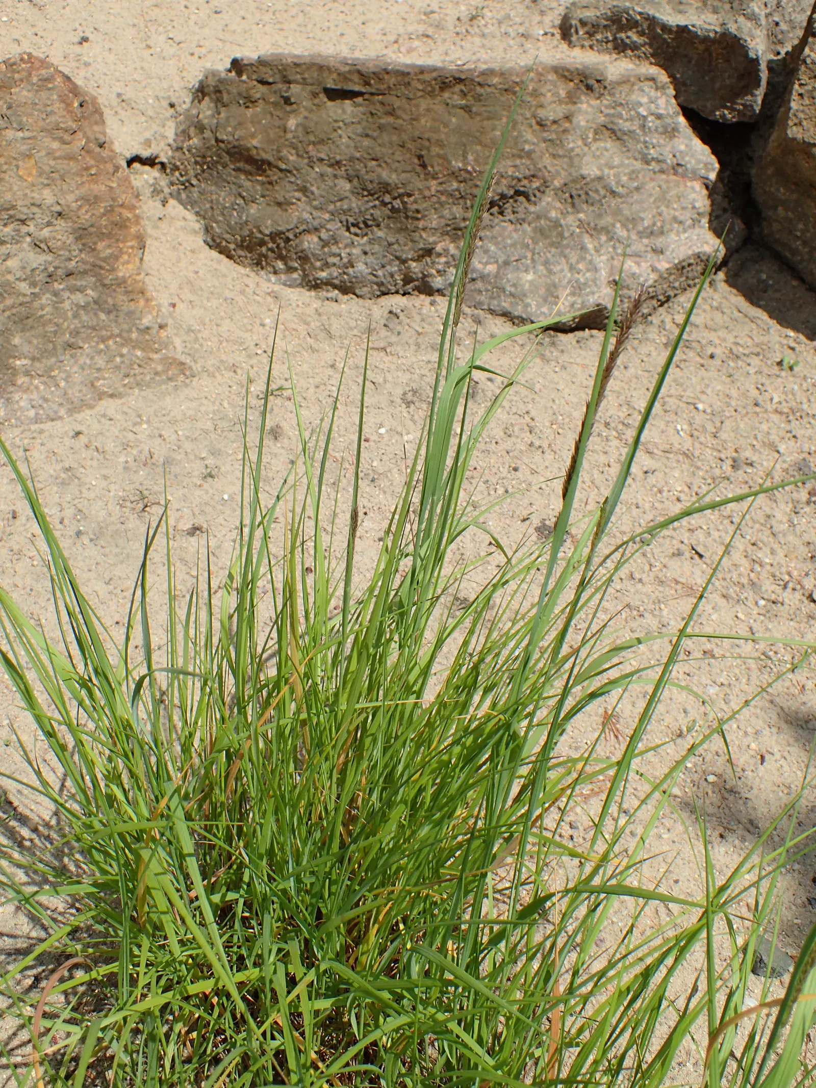 Siberian Melicgrass (Melica Altissima) — reaching heights of 2-3 feet; melica altissima thrives in USDA Hardiness Zones 5 through 9