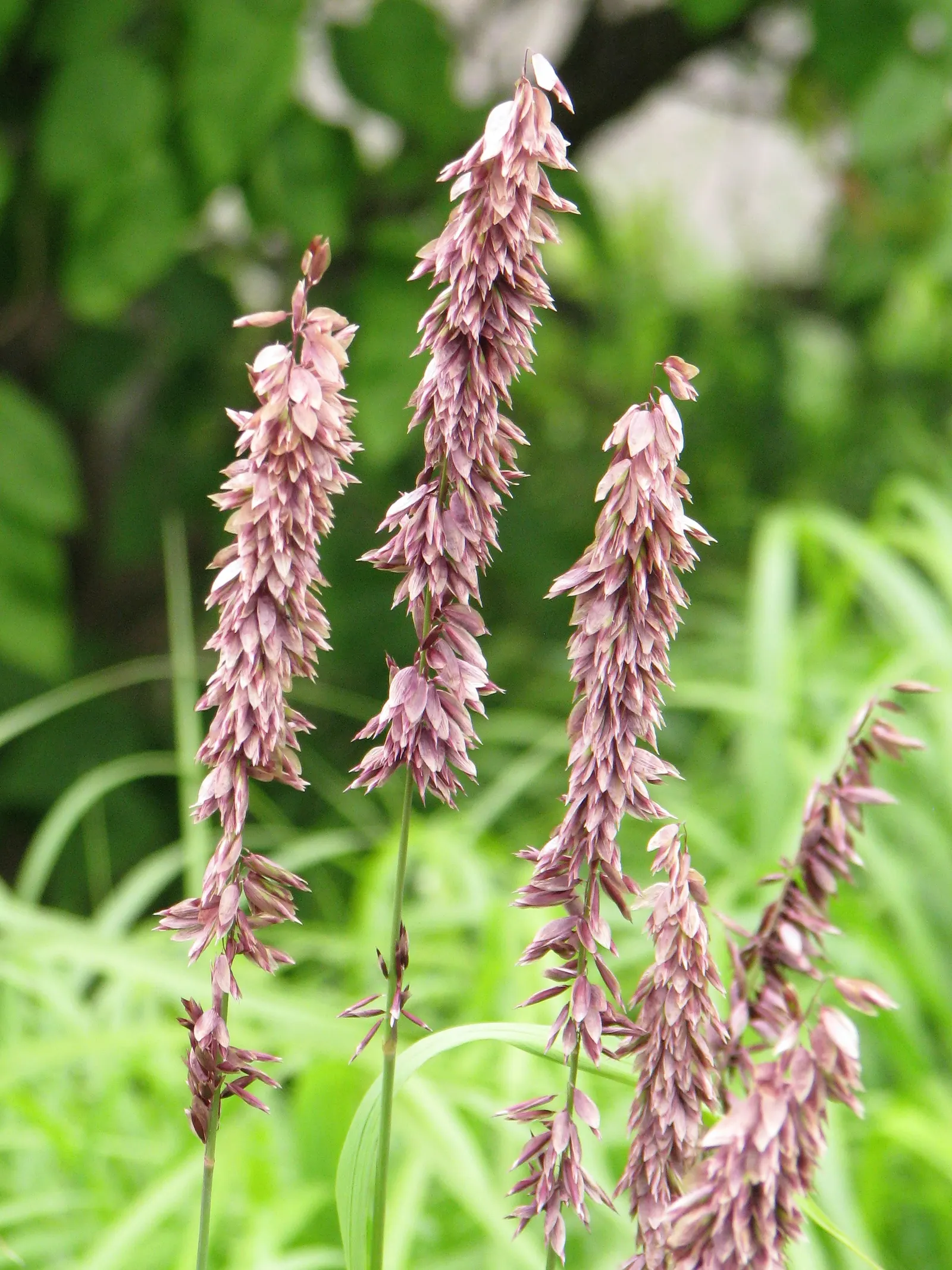 Siberian Melicgrass (Melica Altissima) — perennial for full or half