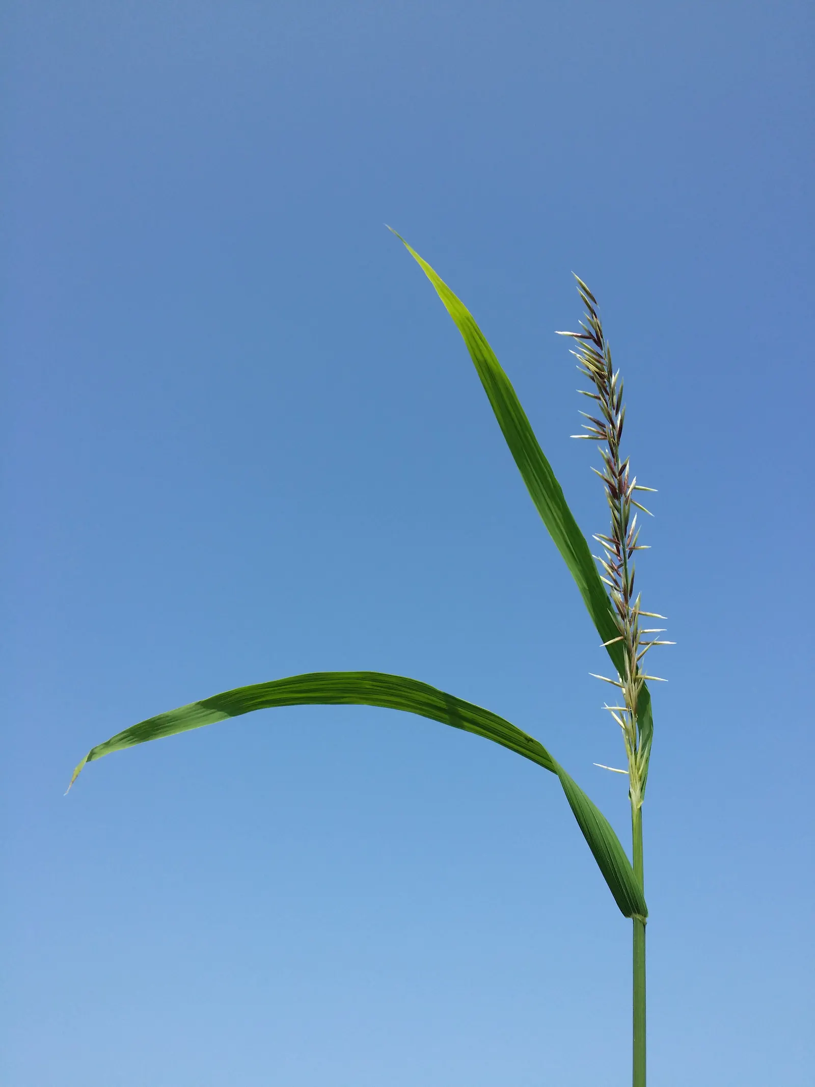 Siberian Melicgrass (Melica Altissima) — it adds a delicate texture to shaded landscapes, image 32
