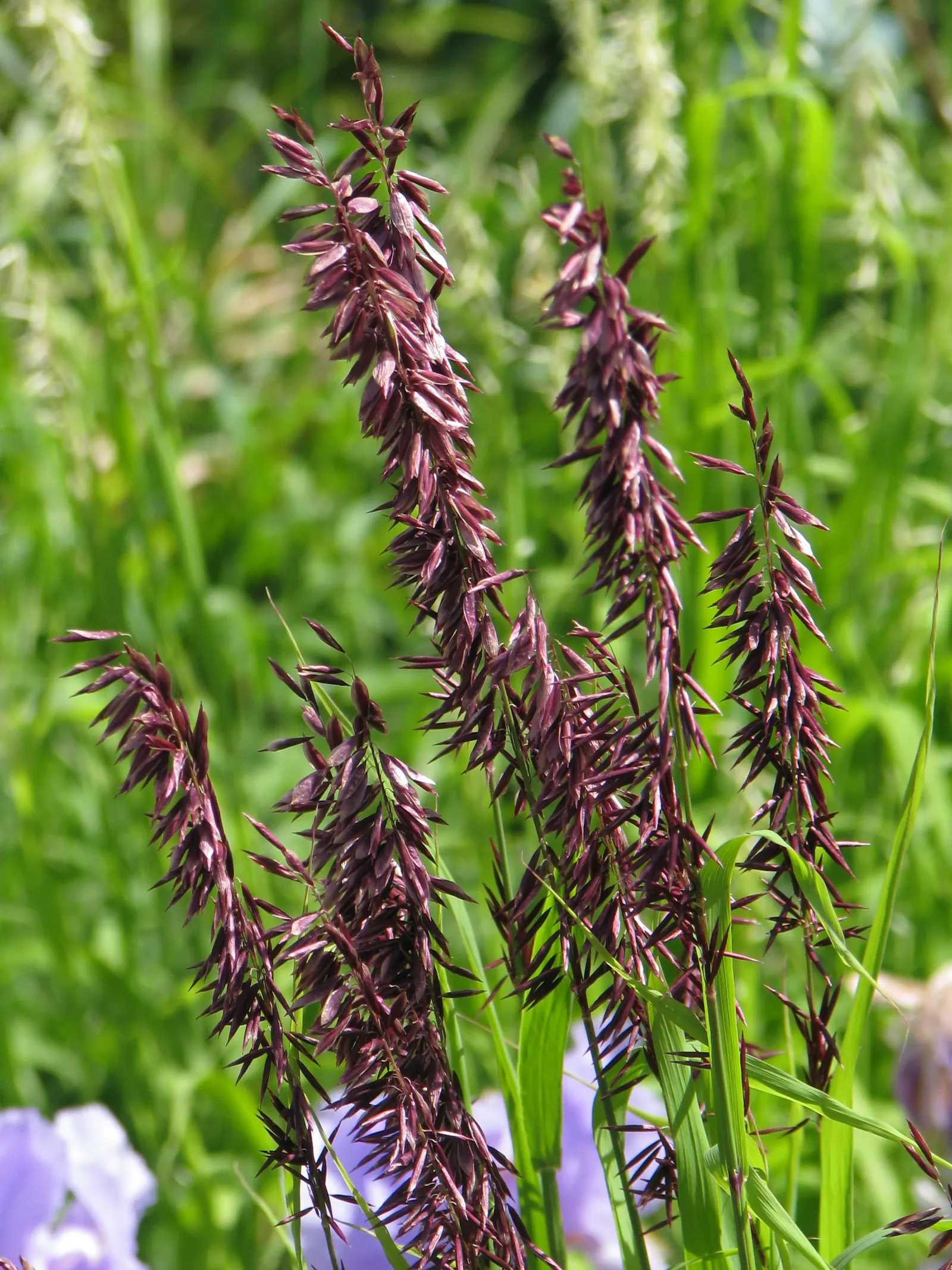 Siberian Melicgrass (Melica Altissima) — perennial with purple blooms