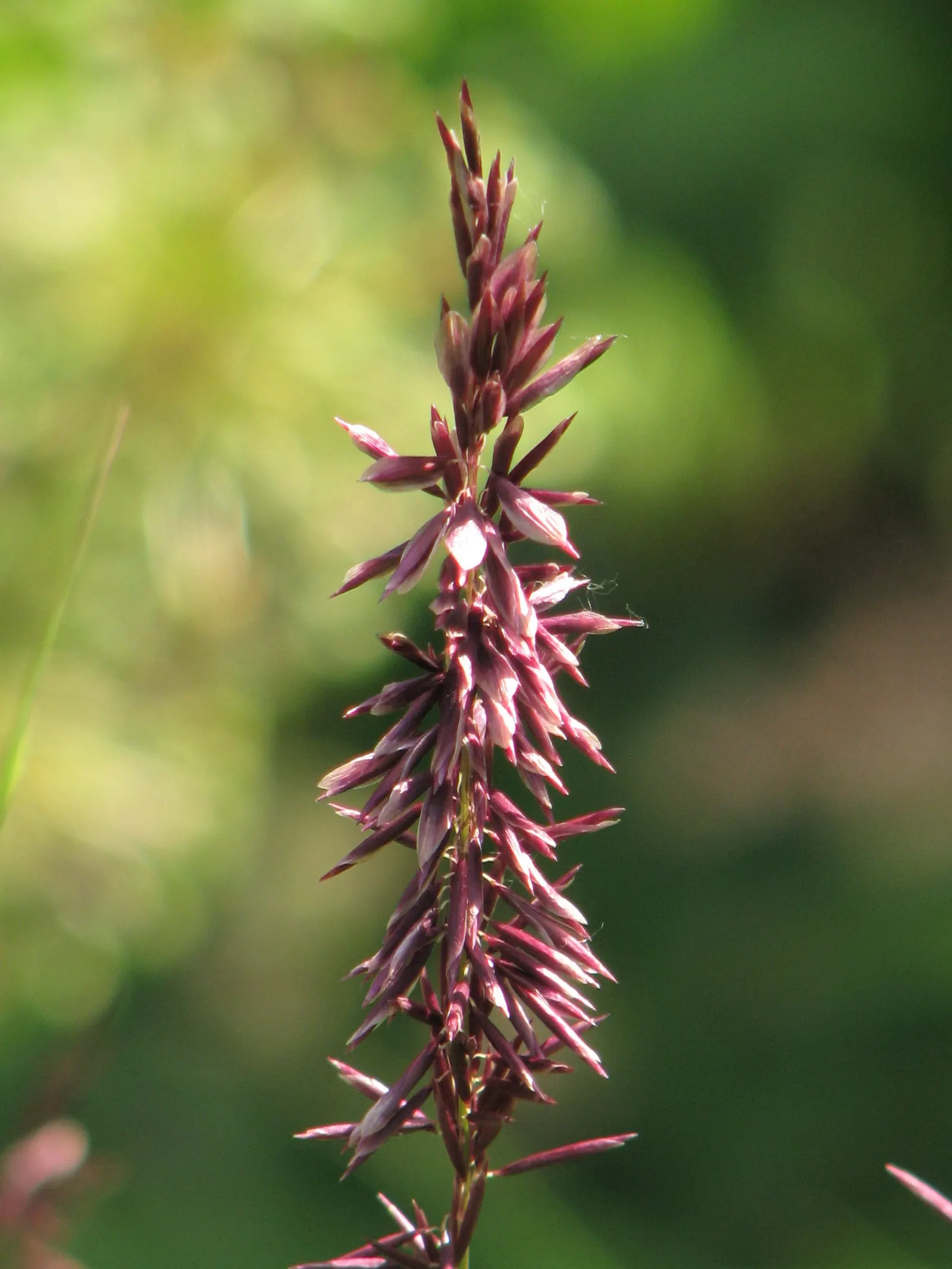 Siberian Melicgrass (Melica Altissima) — plume-like flower spikes in late spring to early summer; purple flowers in the garden