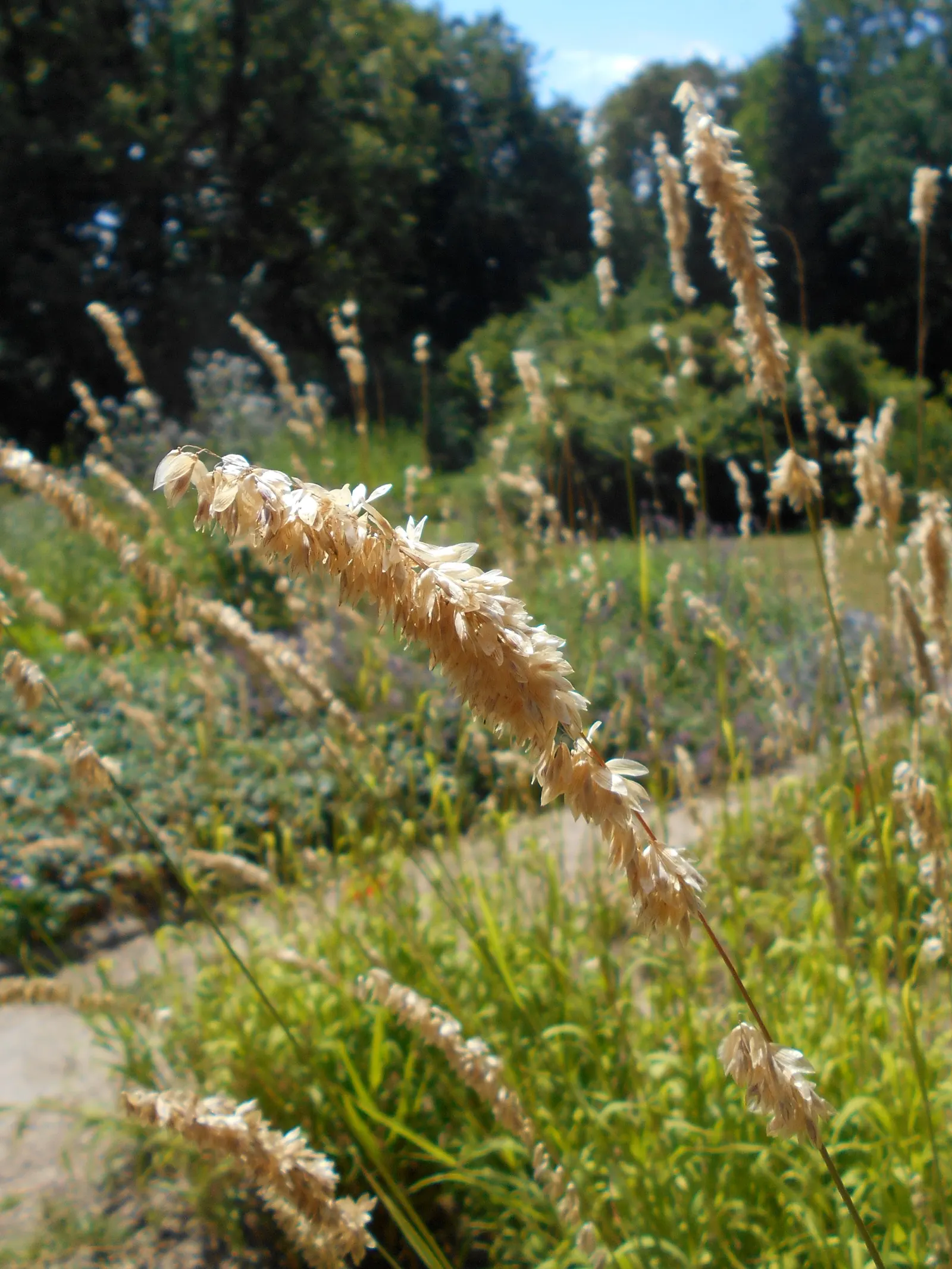 Siberian Melicgrass (Melica Altissima) — it adds a delicate texture to shaded landscapes
