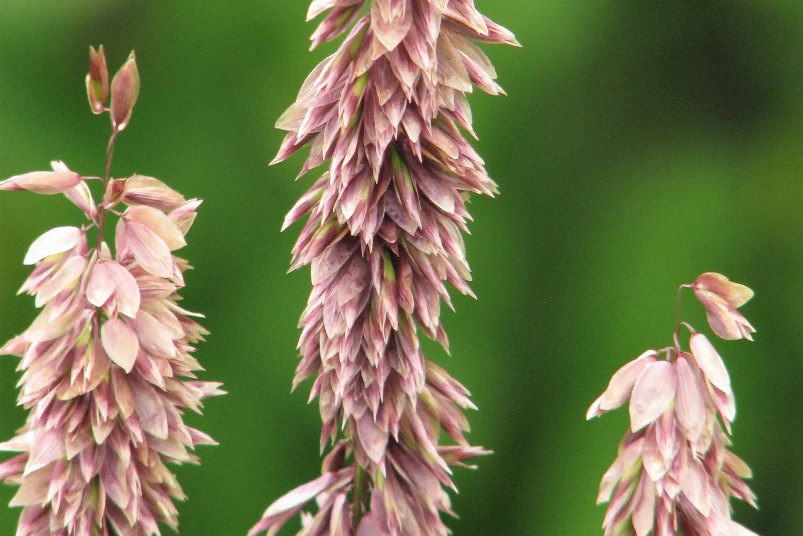 Siberian Melicgrass (Melica Altissima) — feathery plumes and its tall; thrives in USDA zones 5-9, preferring moist, well-drained soils