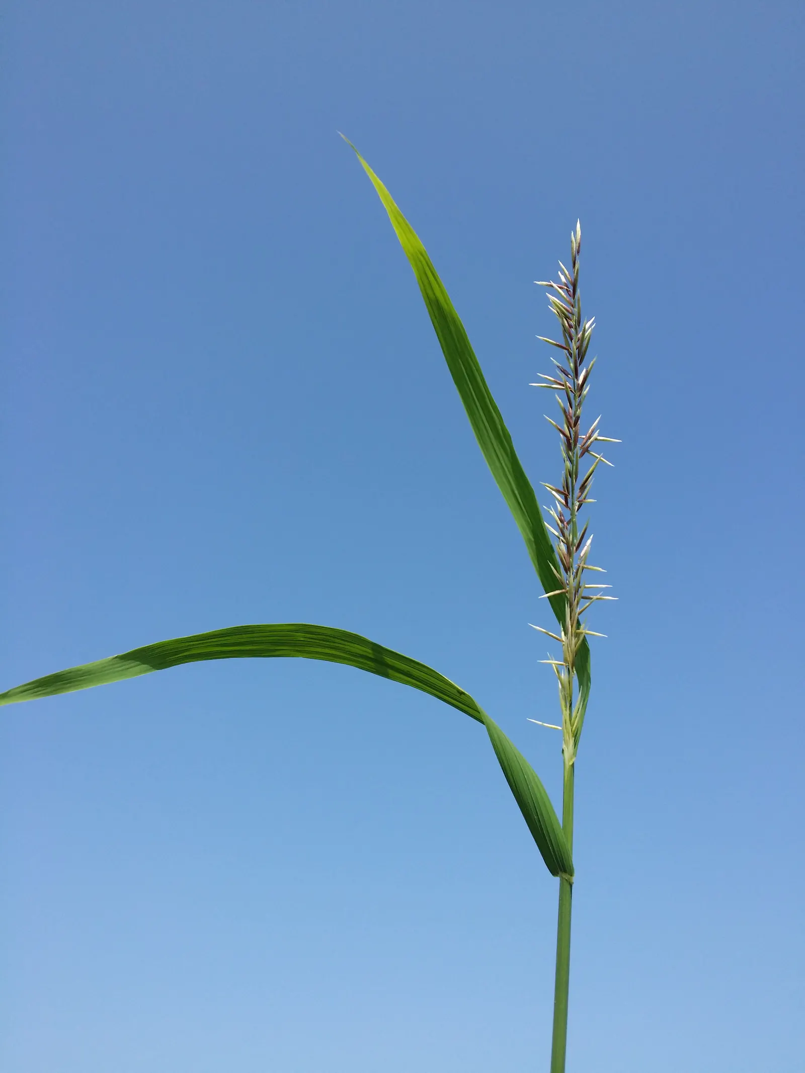 Siberian Melicgrass (Melica Altissima) — with an approximate spread of 1 to 2 feet