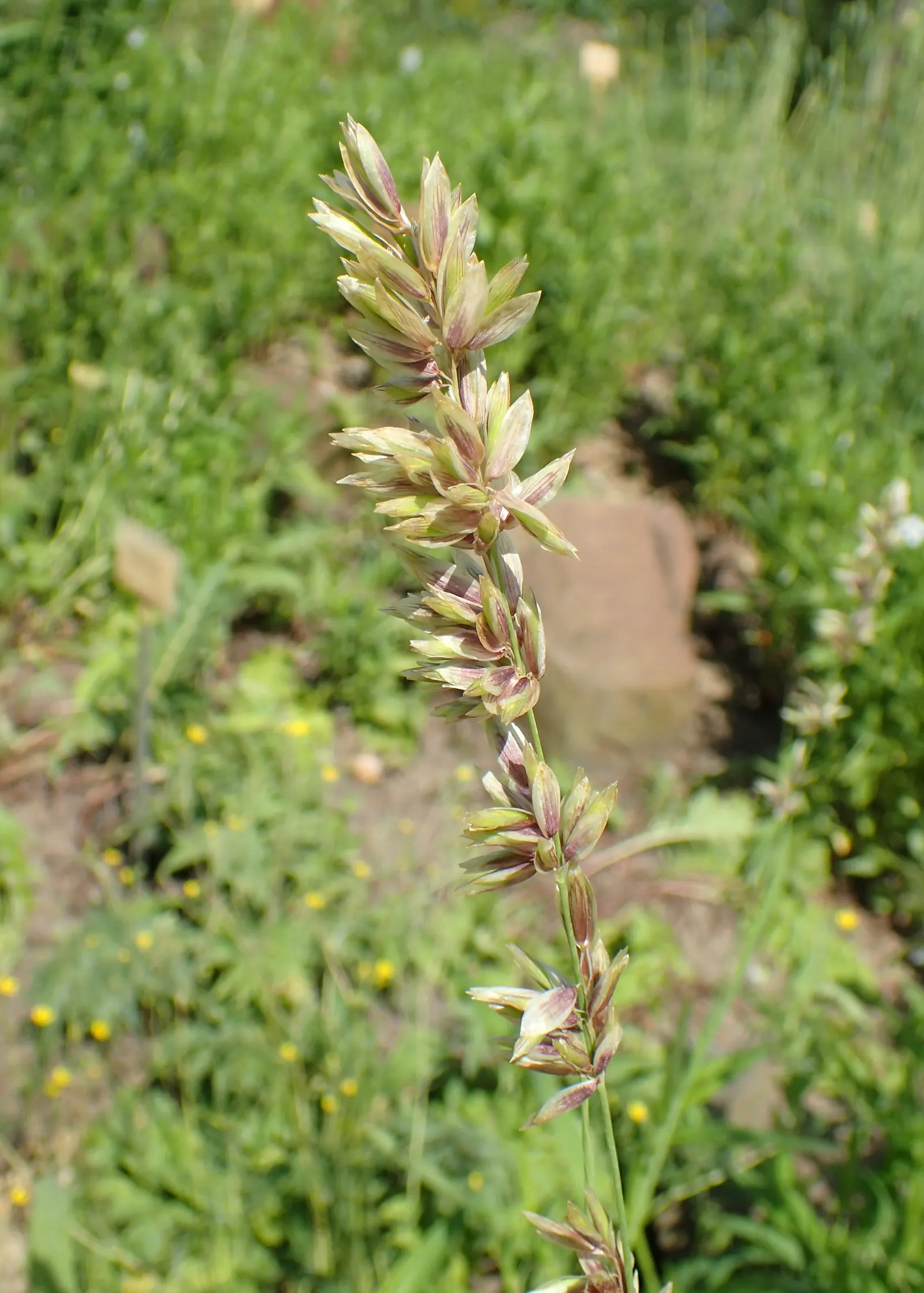 Siberian Melicgrass (Melica Altissima) — flowering stems emerge in late spring to early summer