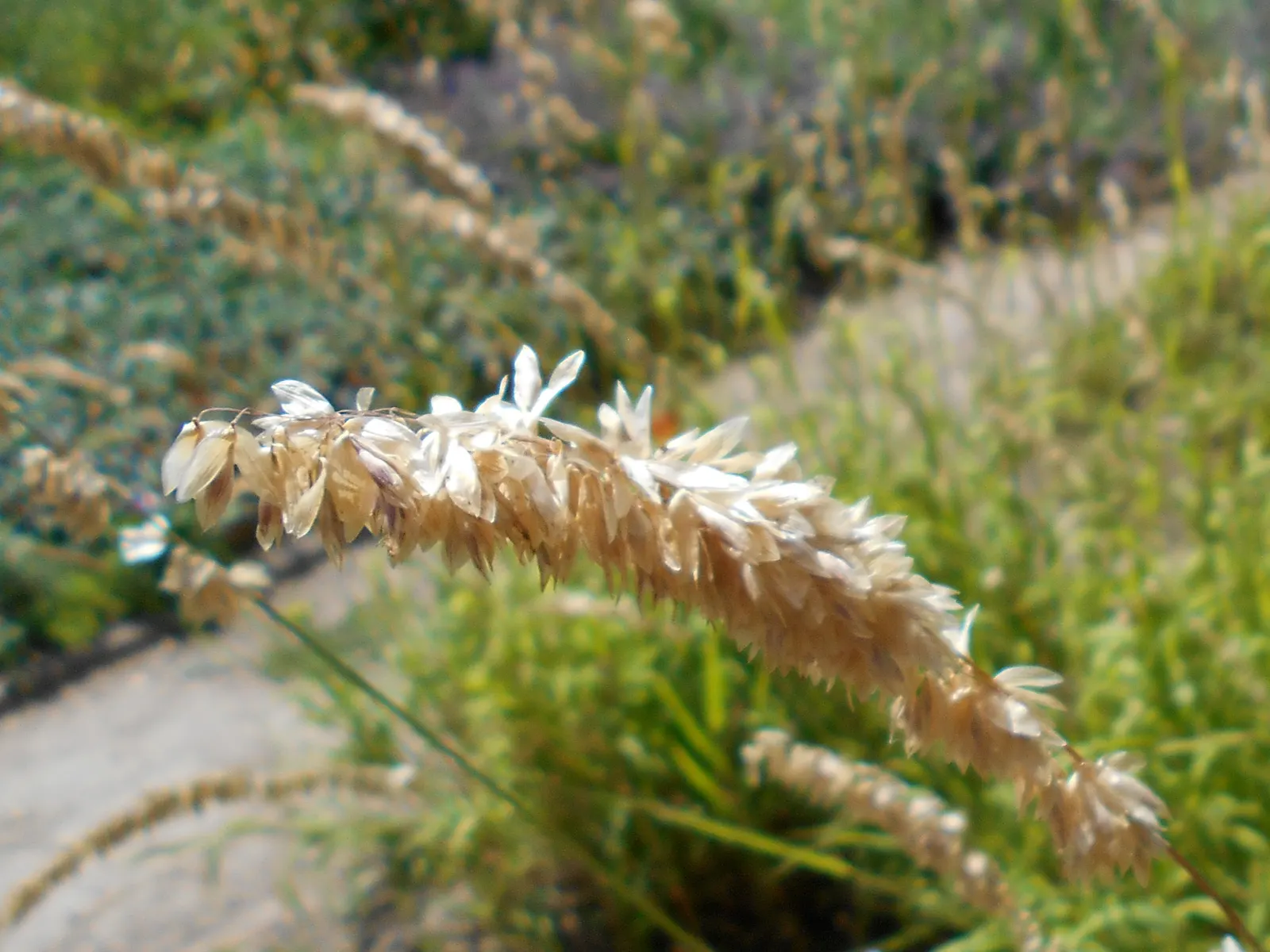Siberian Melicgrass (Melica Altissima) — clumping base from which the slender