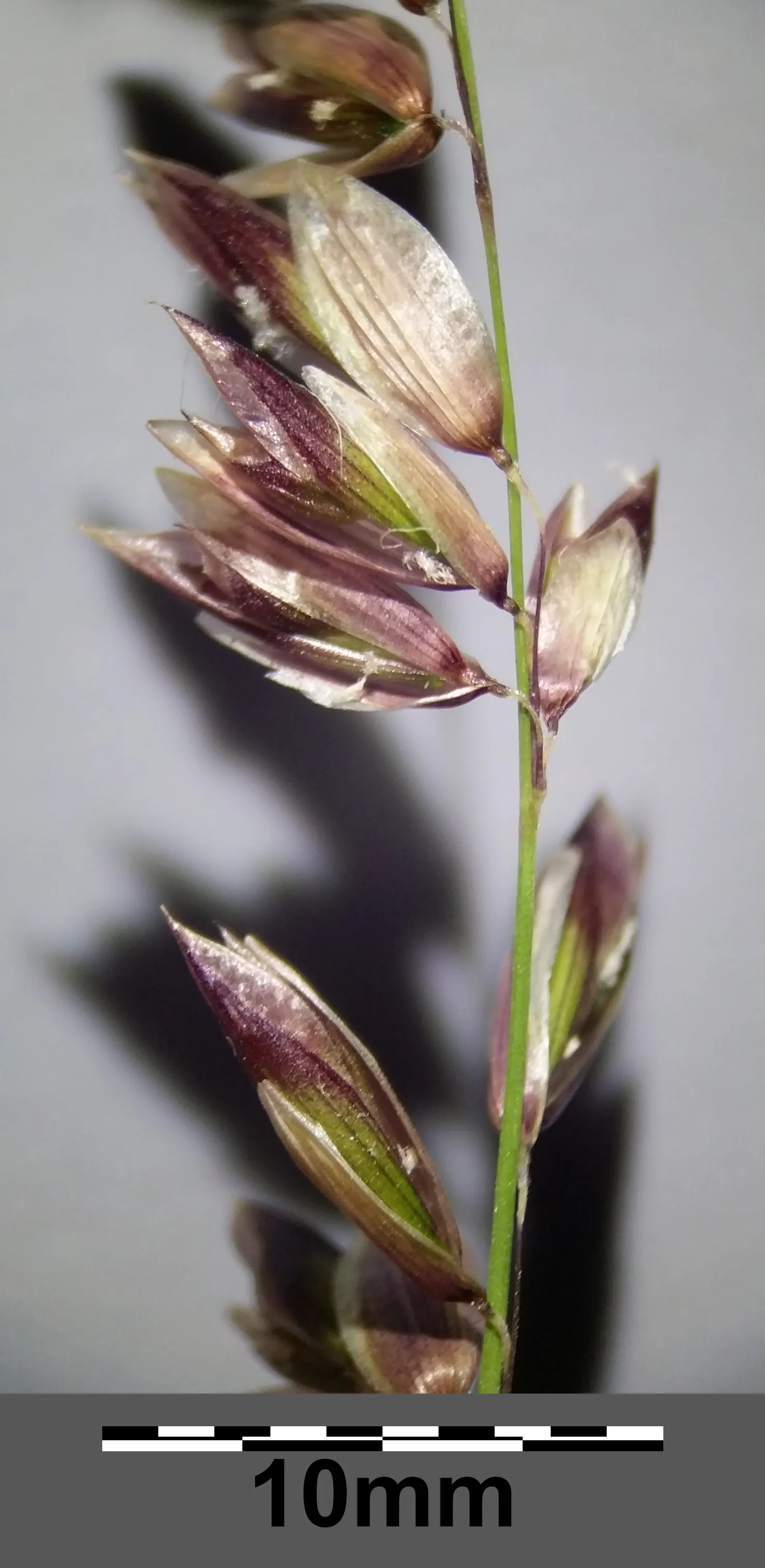 Siberian Melicgrass (Melica Altissima) — With arching green leaves and showy; it has moderate water requirements and is drought-tolerant once established