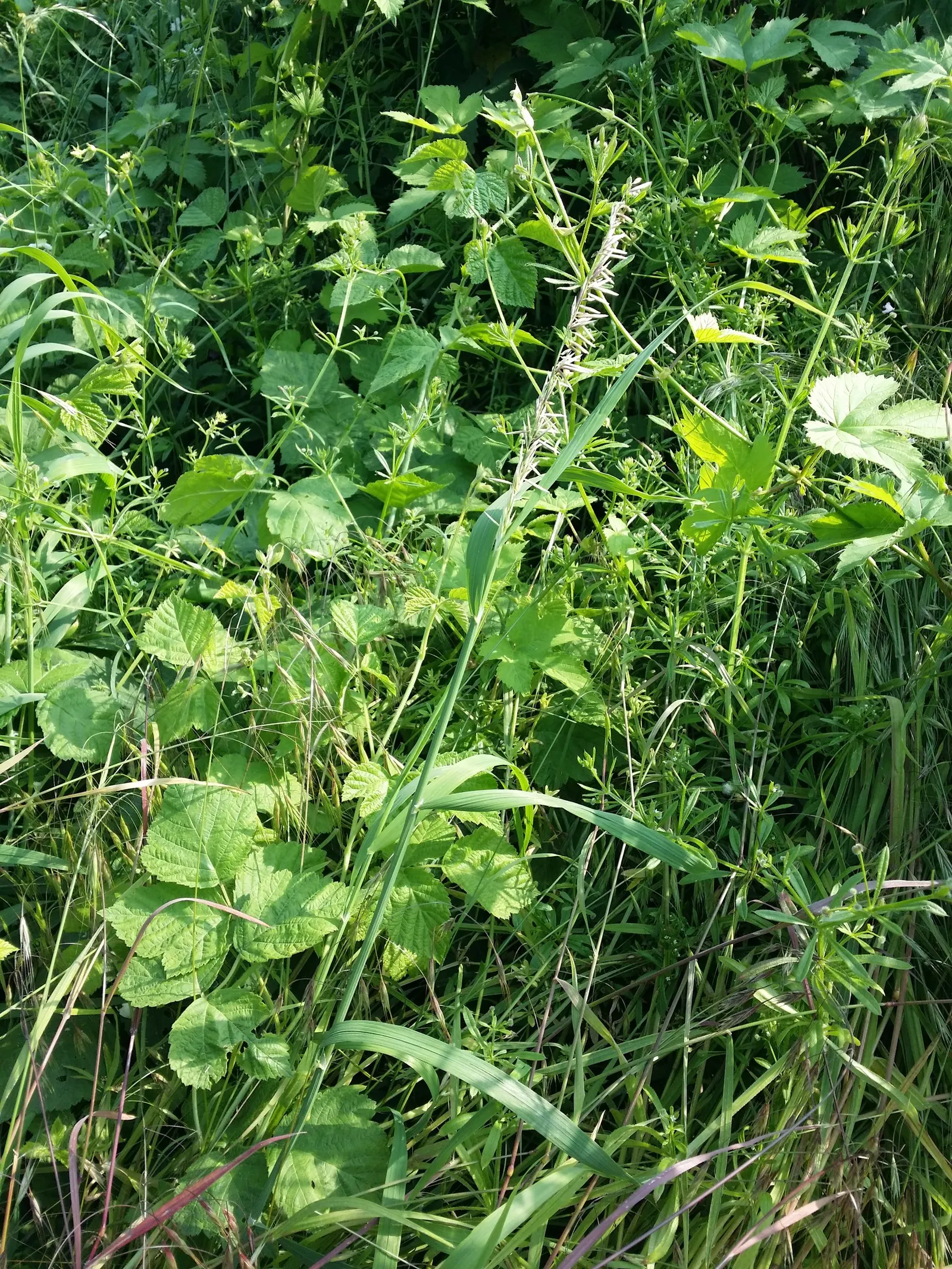 Siberian Melicgrass (Melica Altissima) — narrow green leaves form a dense, image 41
