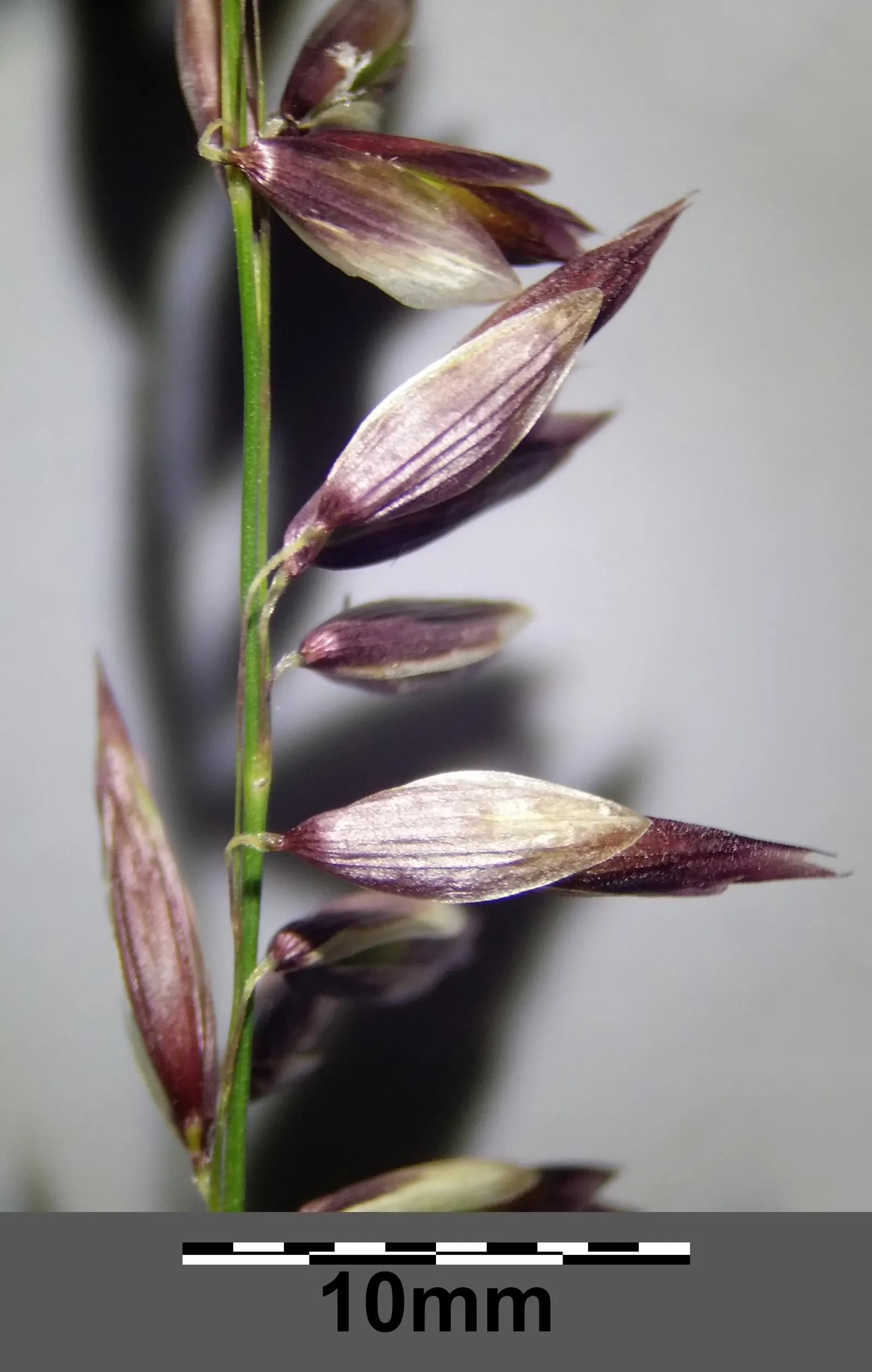Siberian Melicgrass (Melica Altissima) — Native to the woodlands of Eastern Europe and Asia; with an approximate spread of 1 to 2 feet
