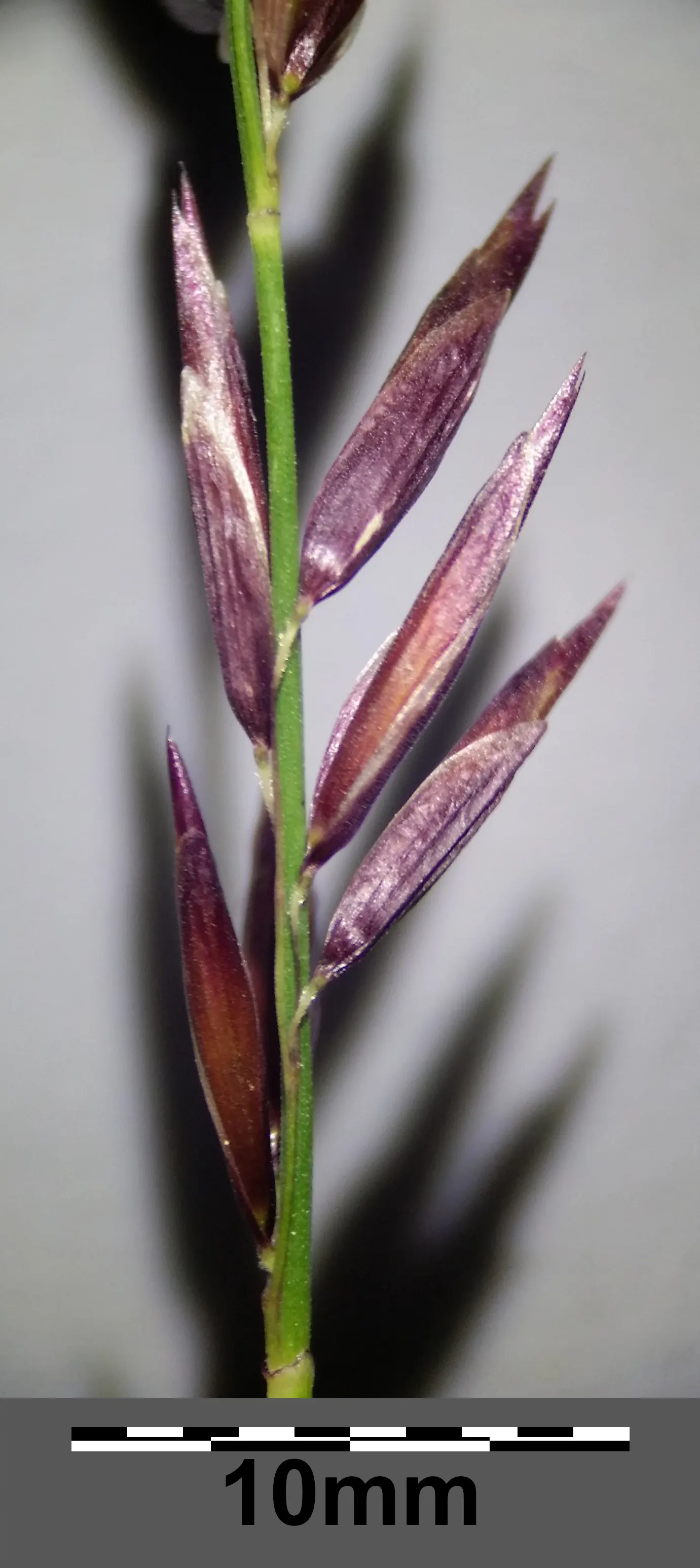 Siberian Melicgrass (Melica Altissima) — clump-forming perennial grass; plume-like flower spikes in late spring to early summer