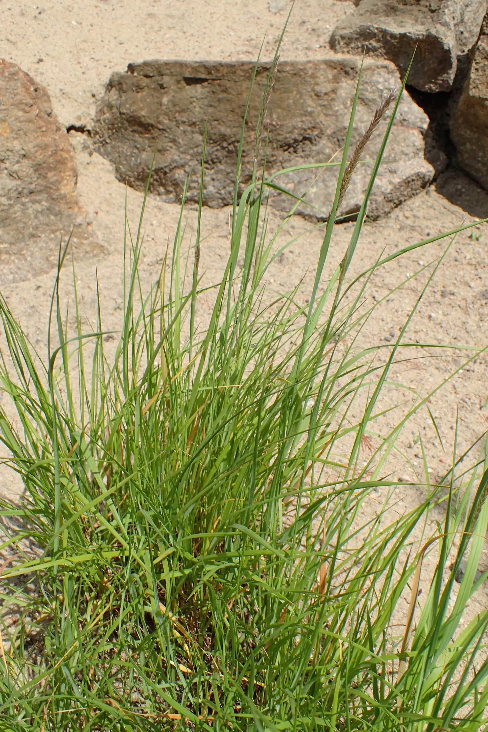 Siberian Melicgrass (Melica Altissima) — reaching heights of 2-3 feet